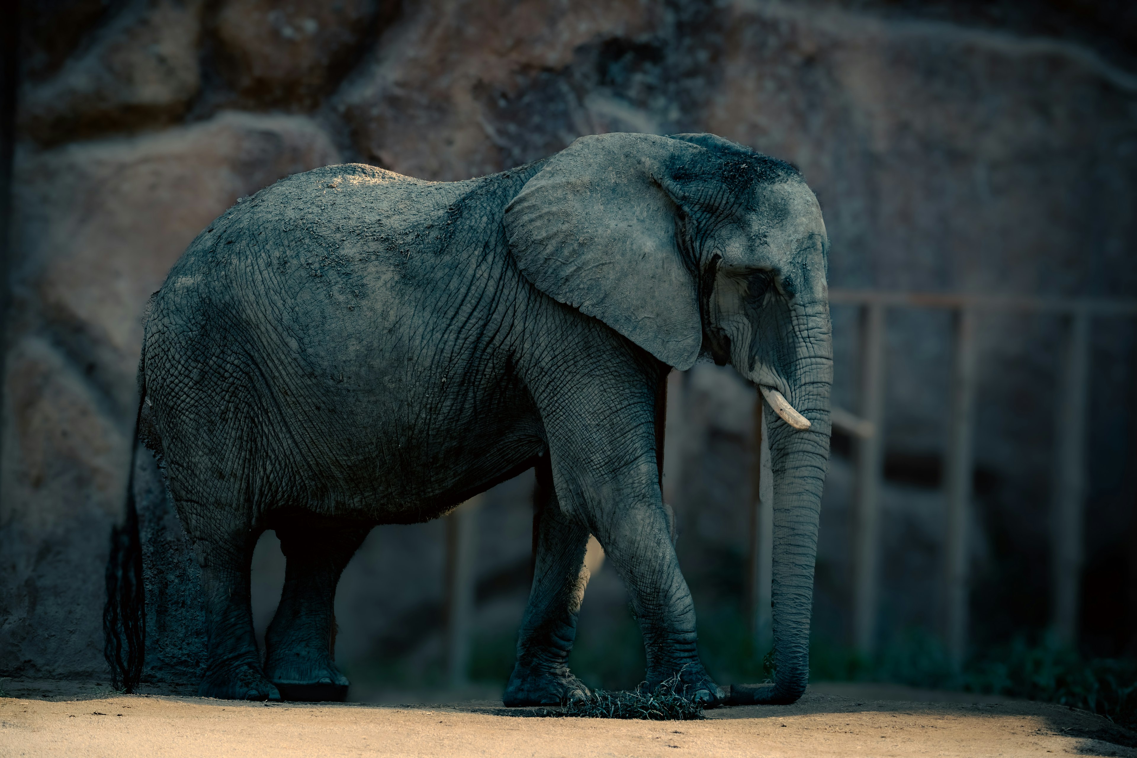 Afrikanischer Elefant, der in einem gedämpften Hintergrund geht