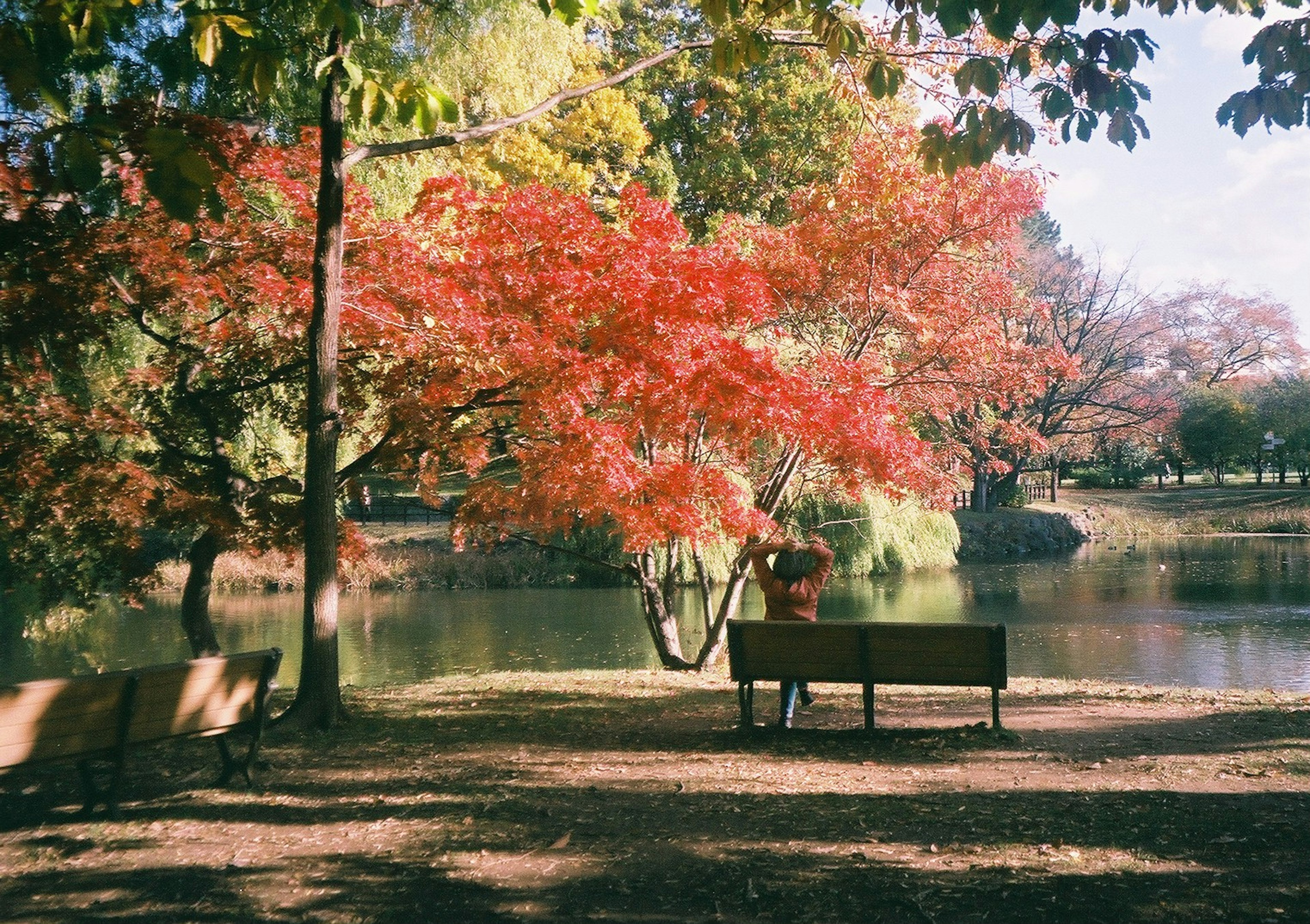 ภาพสวนที่เงียบสงบมีม้านั่งและใบไม้ฤดูใบไม้ร่วงที่มีชีวิตชีวา