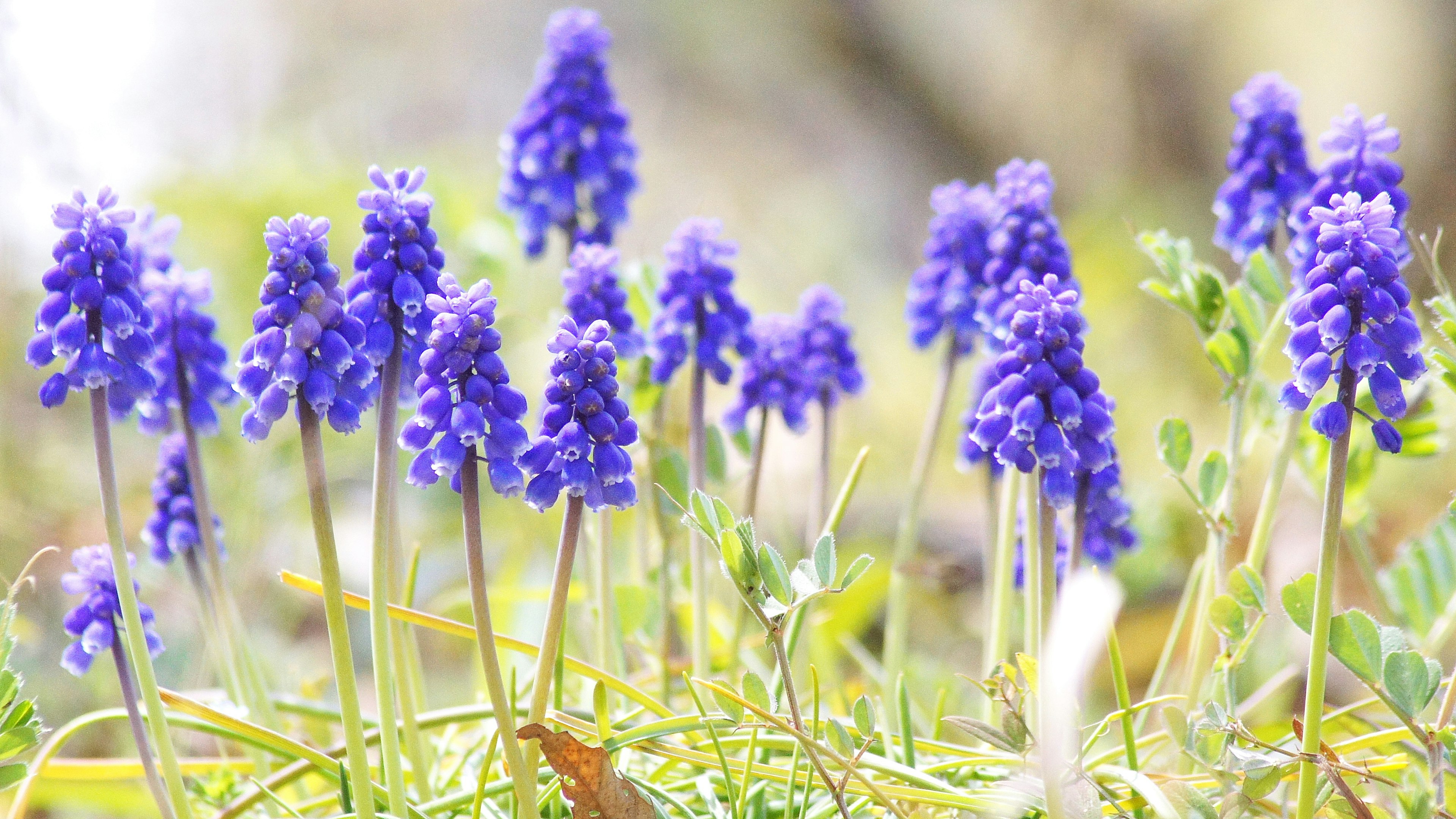 Campo de flores moradas en flor