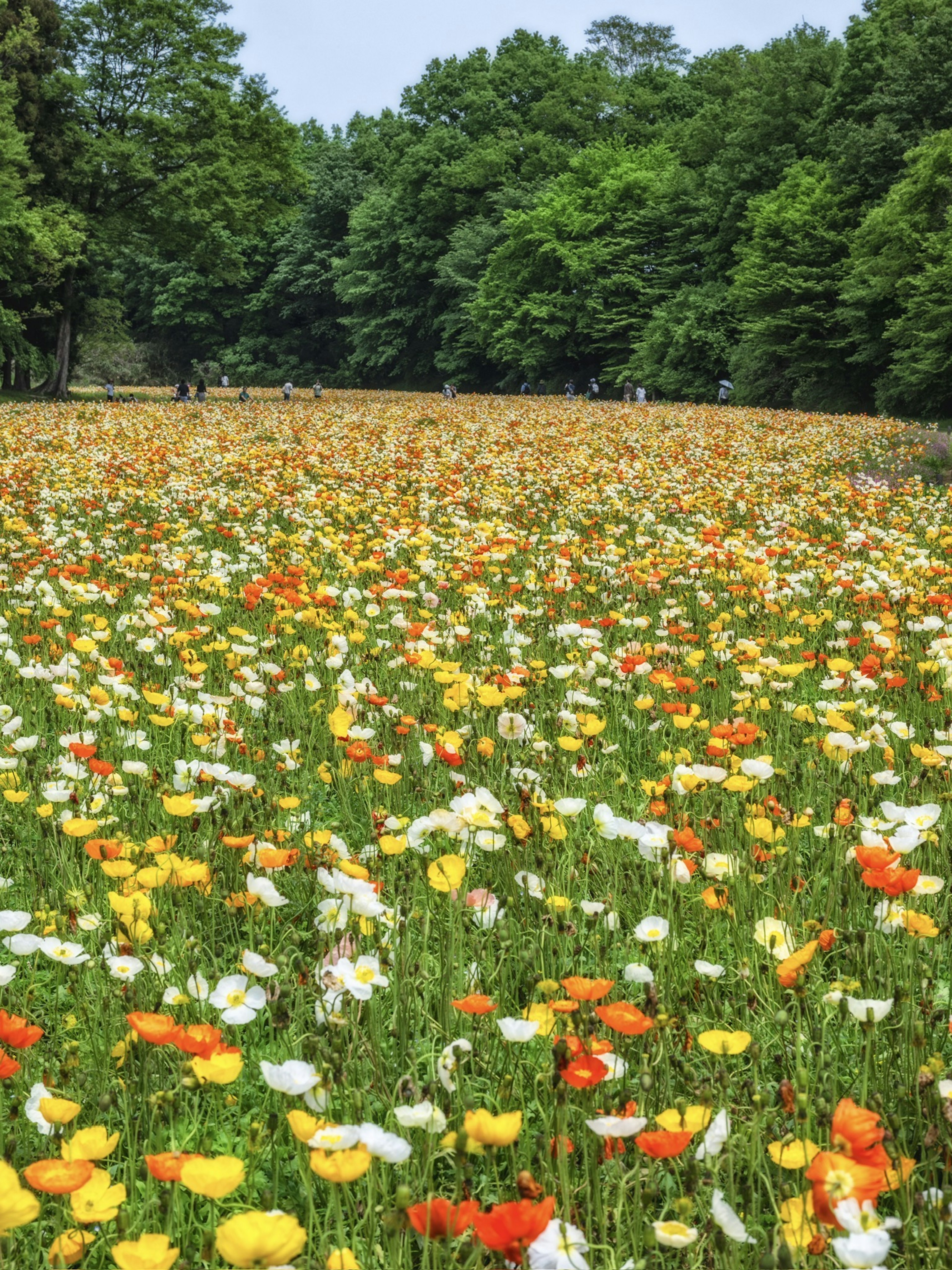 Vast flower field with colorful blooms and lush green trees