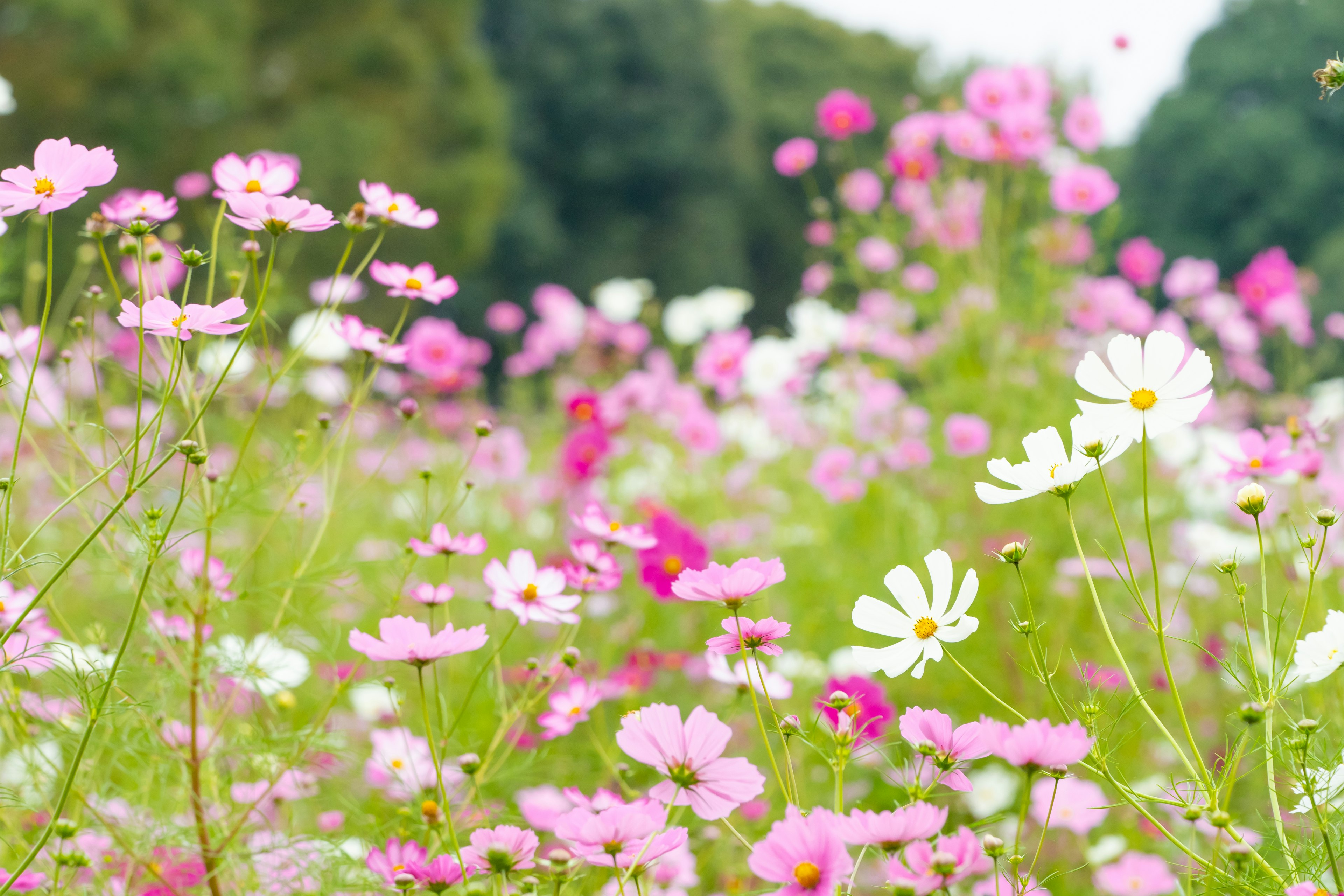 Lebendiges Feld mit blühenden rosa und weißen Blumen