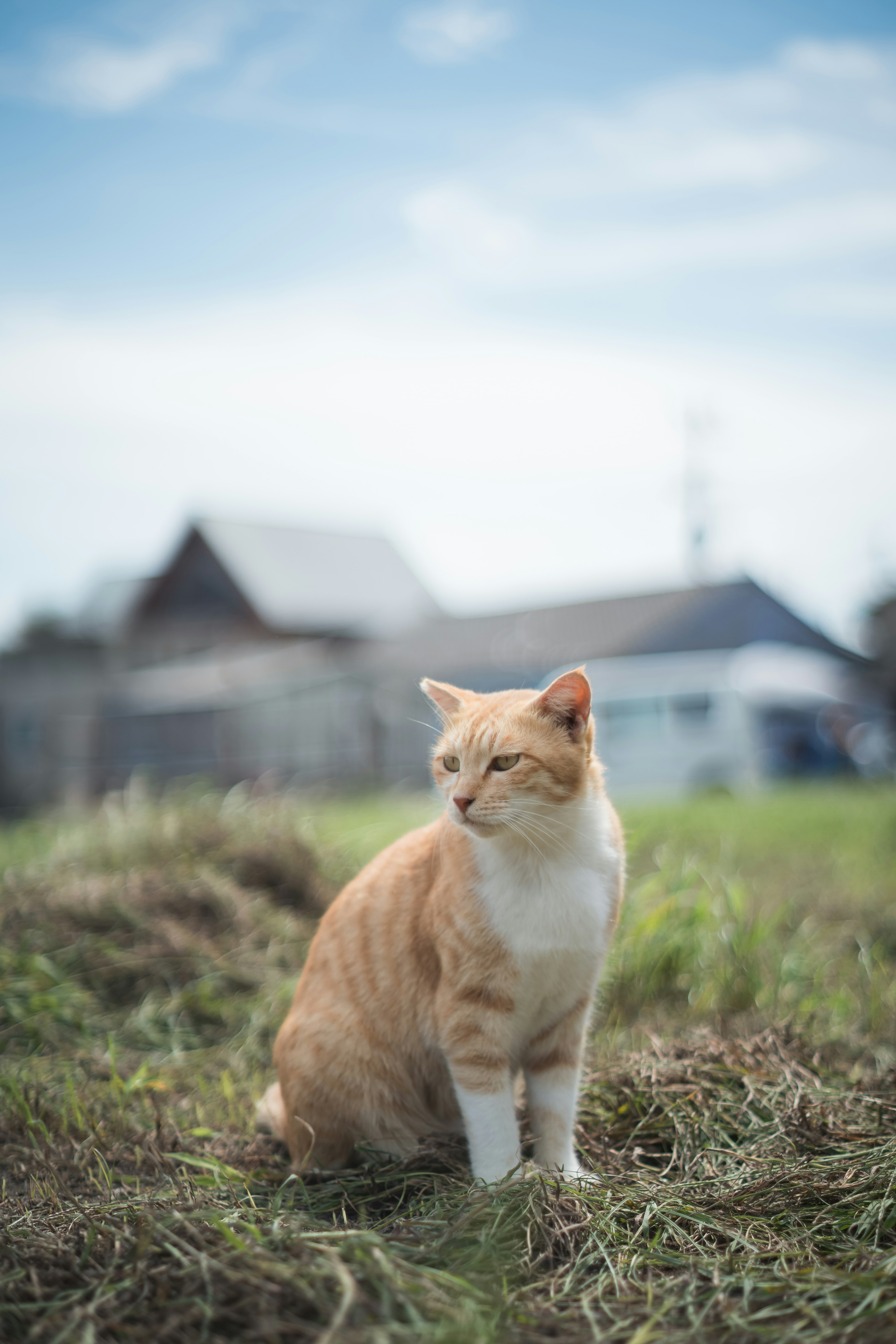 オレンジと白の猫が草の中に座っている背景には青空と家が見える