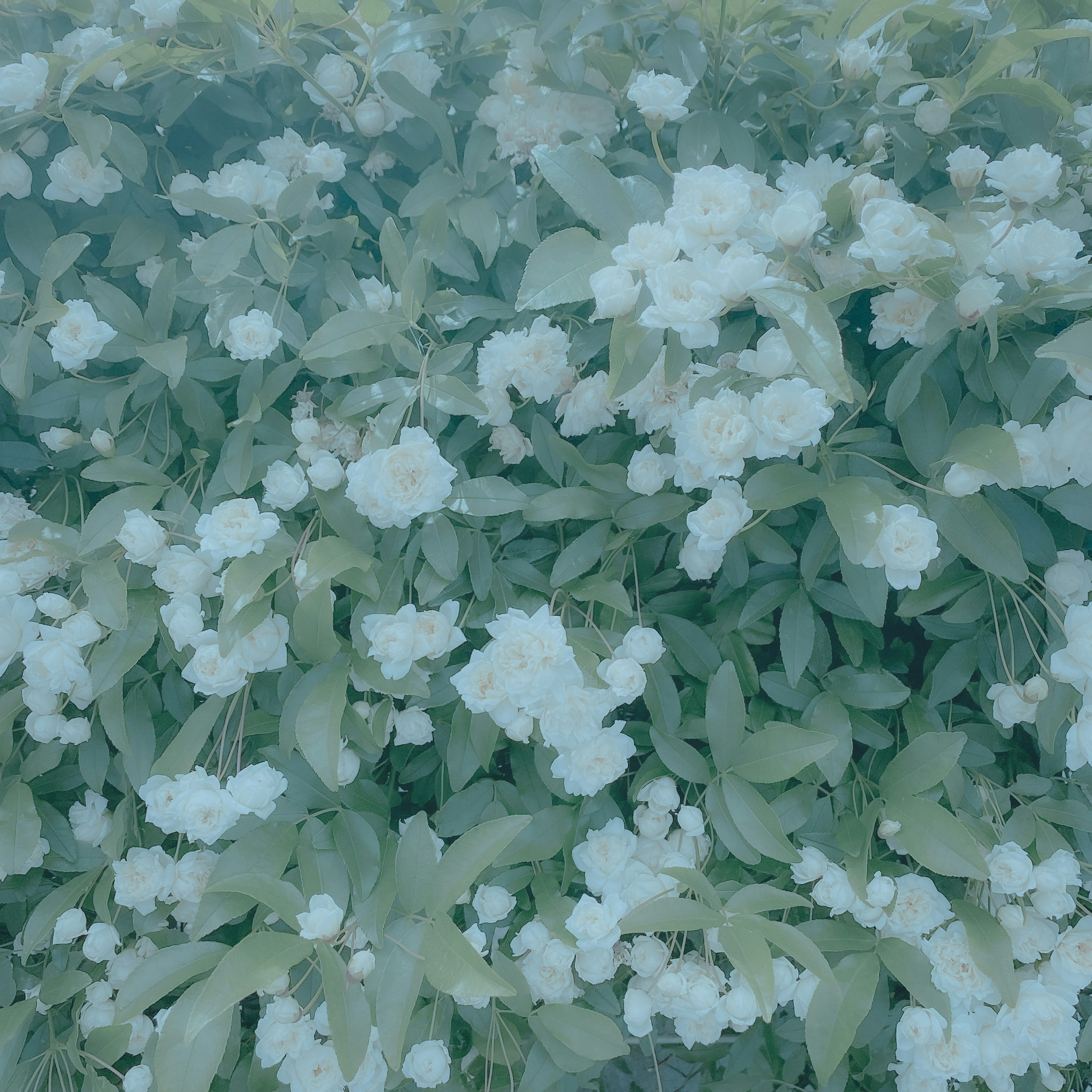 Feuillage dense avec des fleurs blanches en fleurs