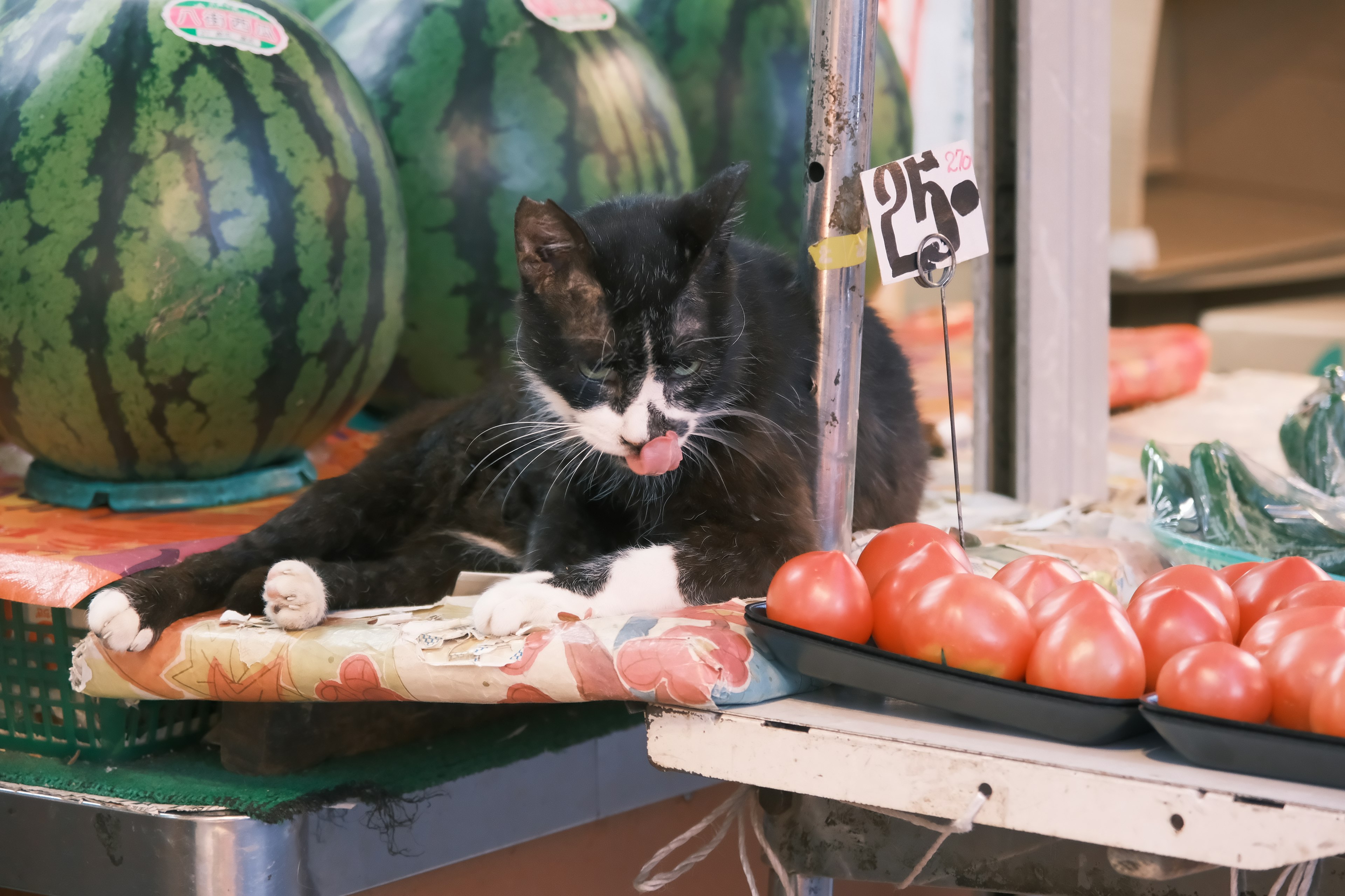 Schwarz-weiße Katze, die sich vor Wassermelonen putzt