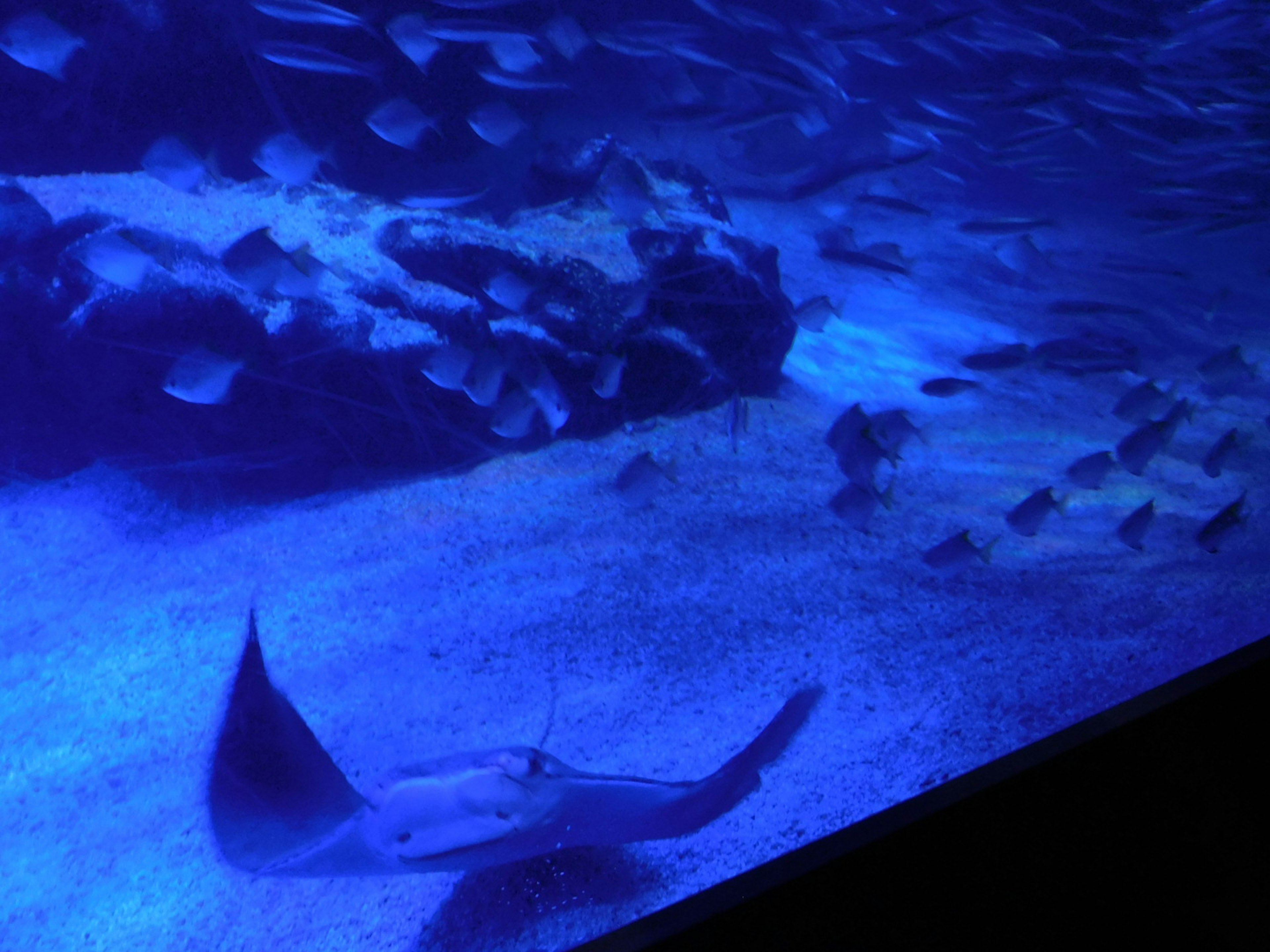 A stingray gliding through a blue underwater environment with a school of fish in the background