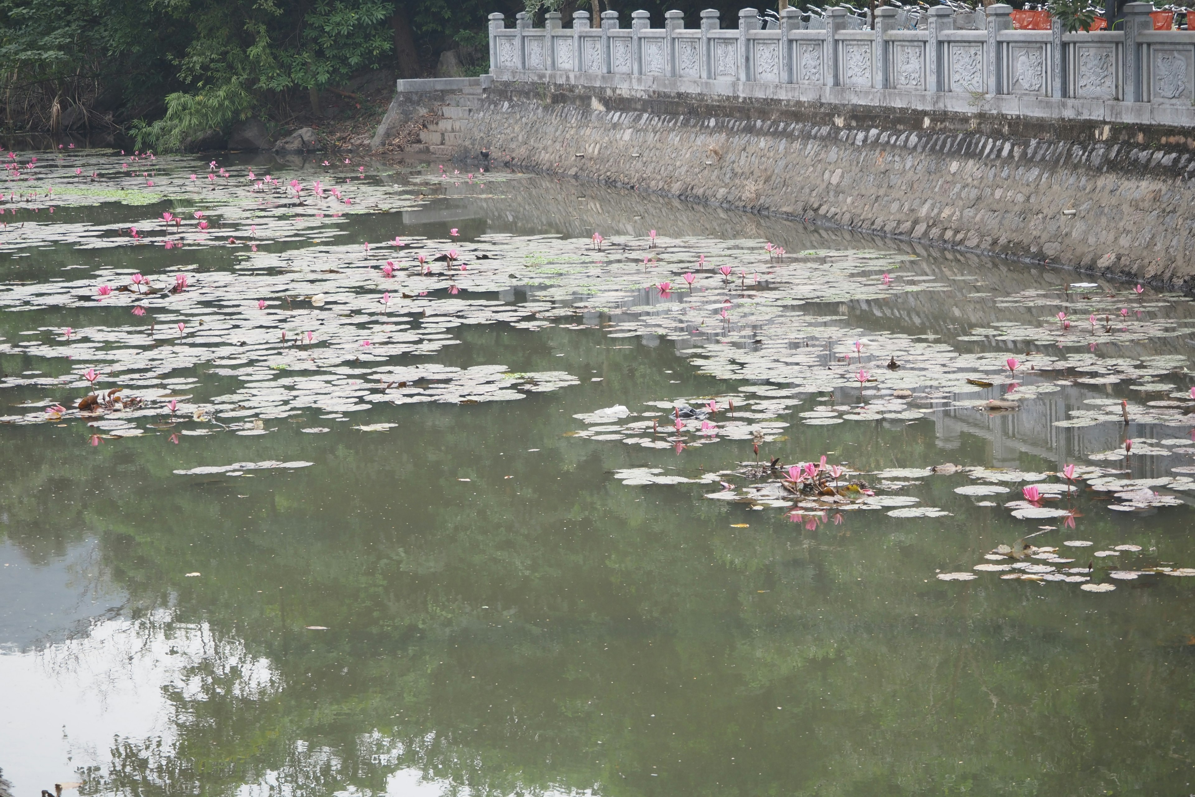 池に浮かぶ蓮の花と石の壁が見える風景