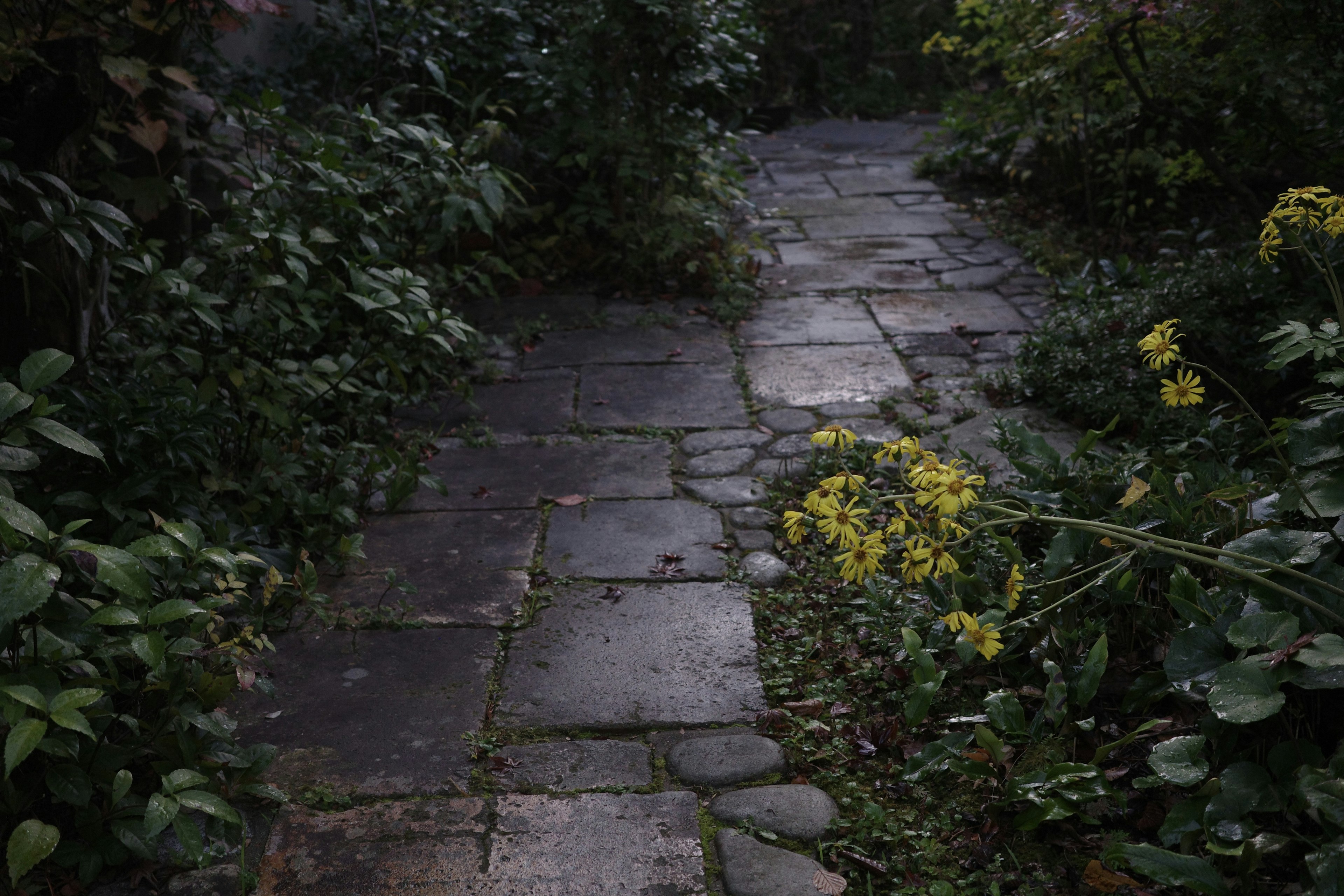 Chemin en pierres entouré de plantes vertes luxuriantes et de fleurs jaunes