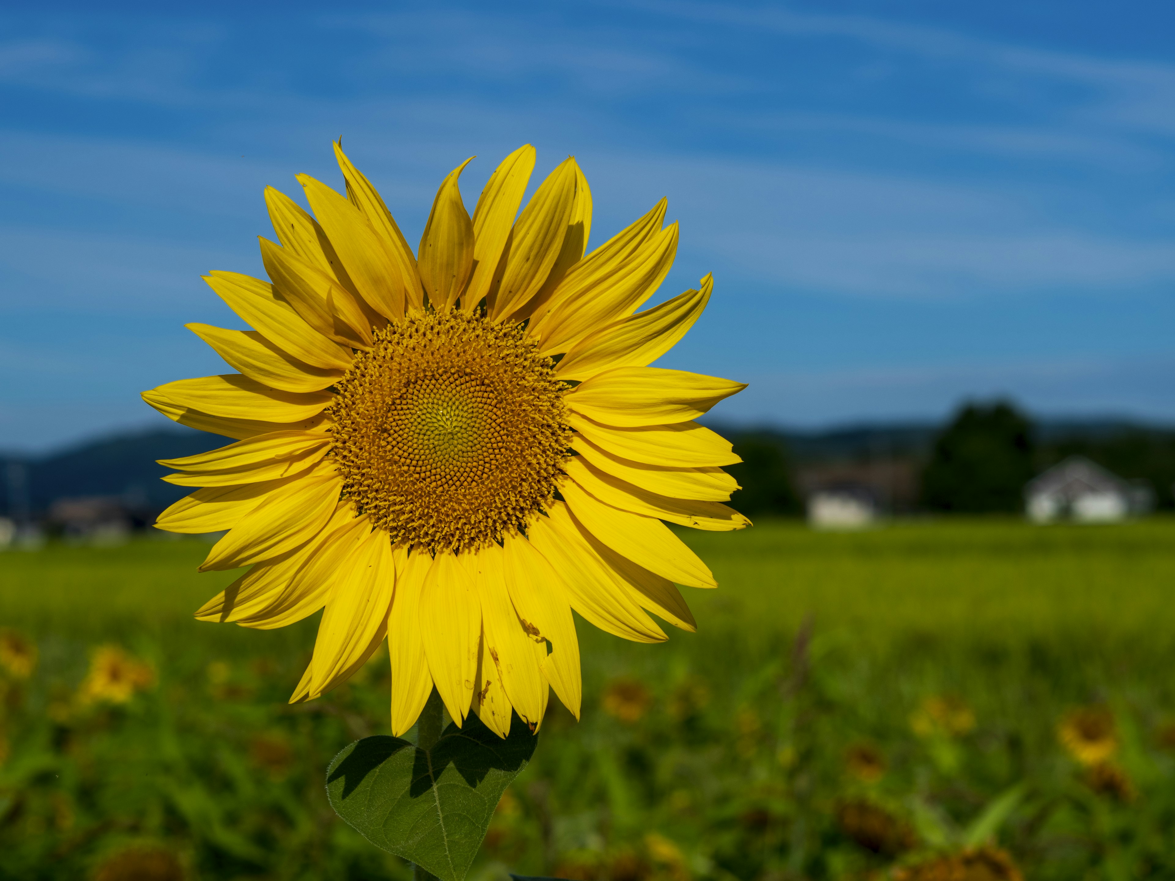 Eine lebendige Sonnenblume blüht unter einem blauen Himmel