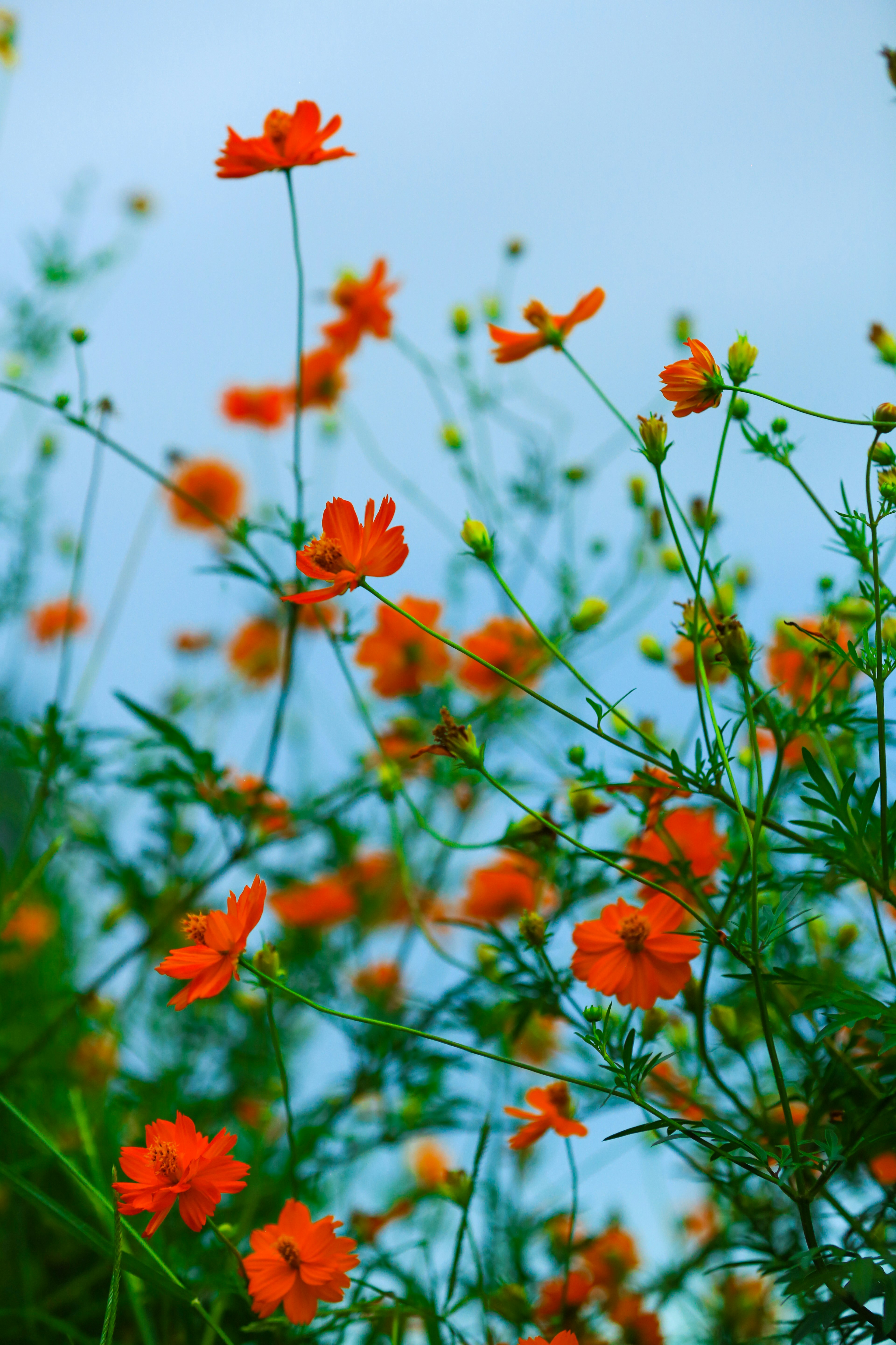 Fleurs orange et feuilles vertes fleurissant sous un ciel bleu