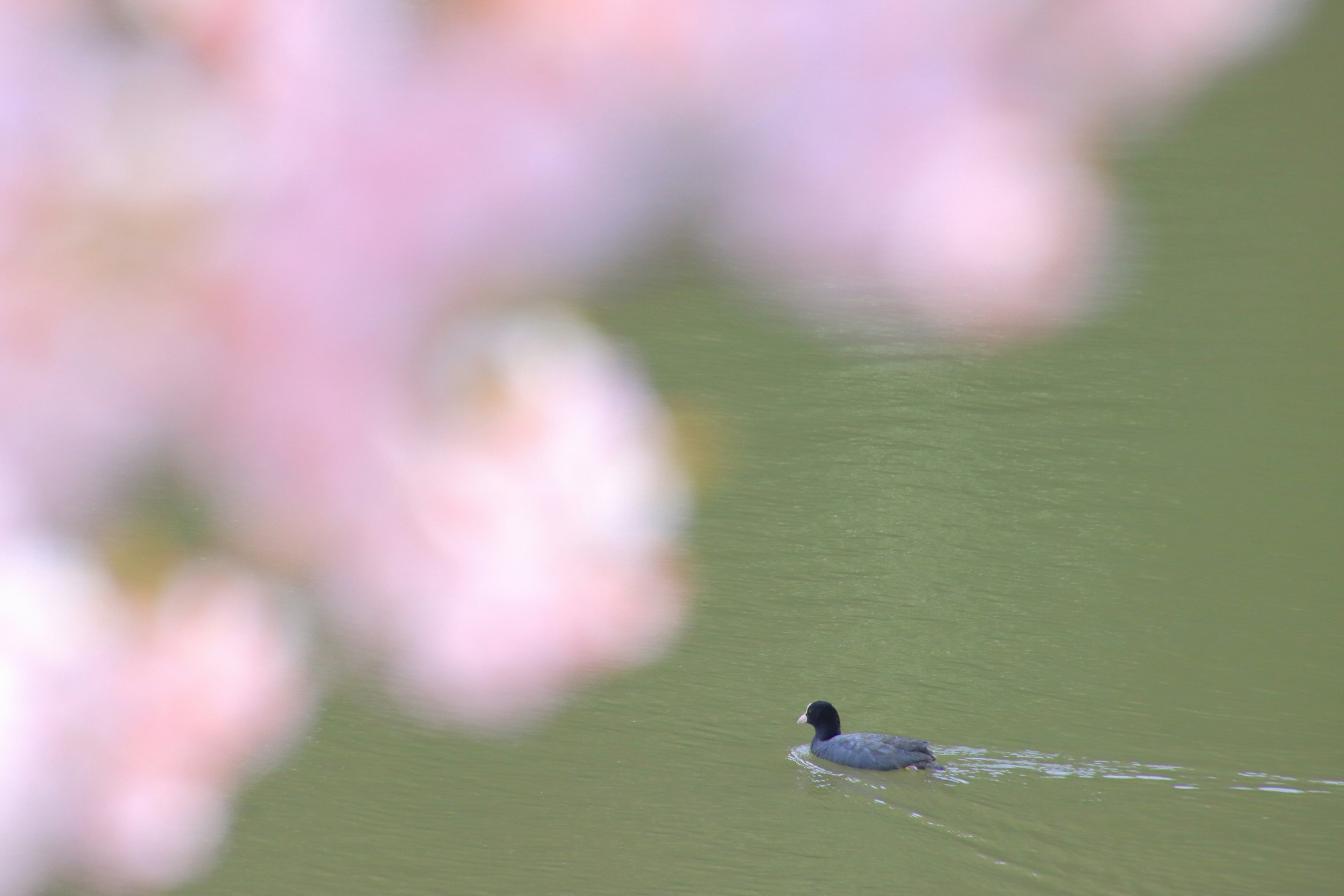 水面を泳ぐ黒い頭のカモと桜の花がぼやけた背景