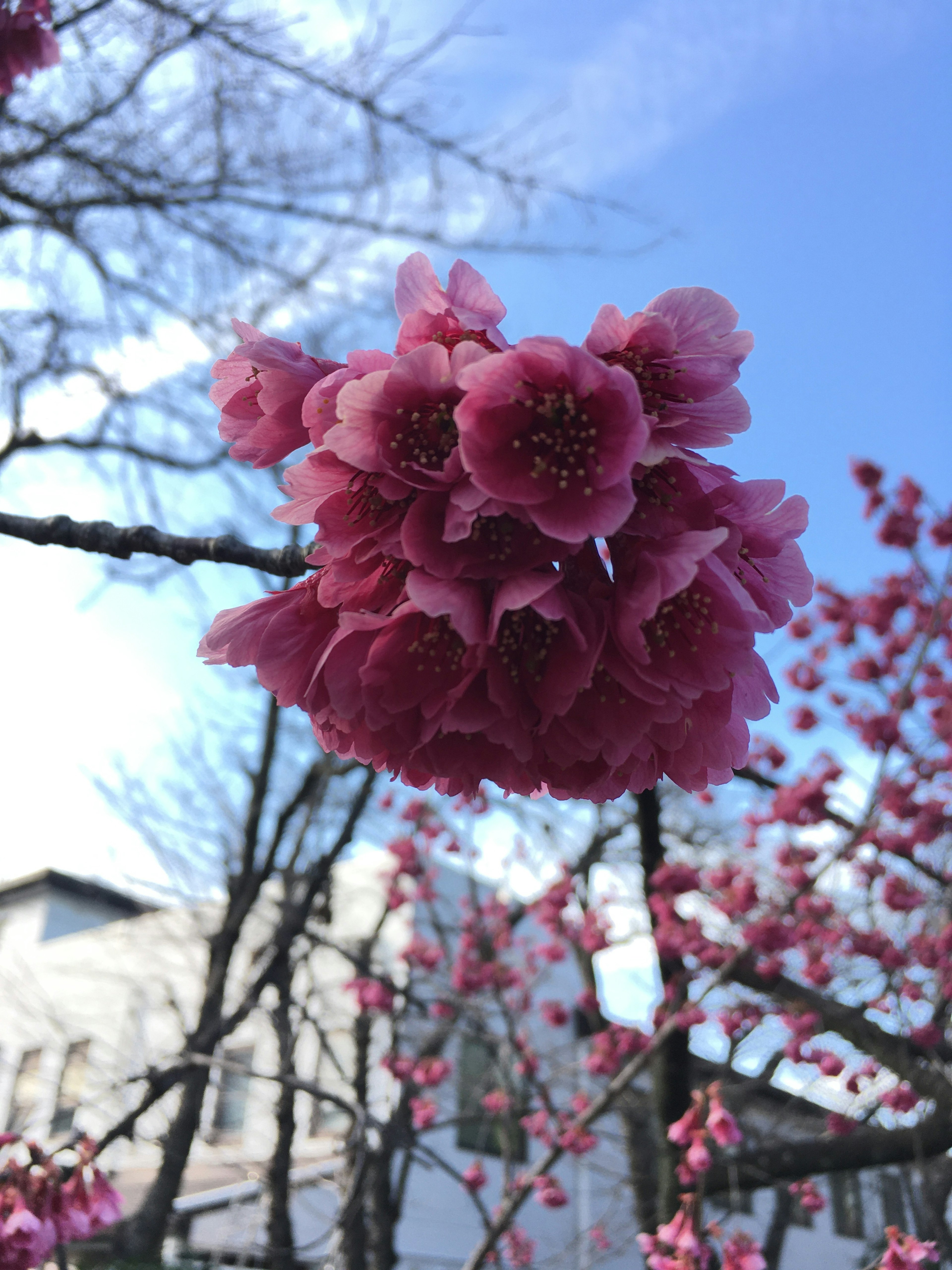 Fleurs de cerisier roses fleurissant sous un ciel bleu