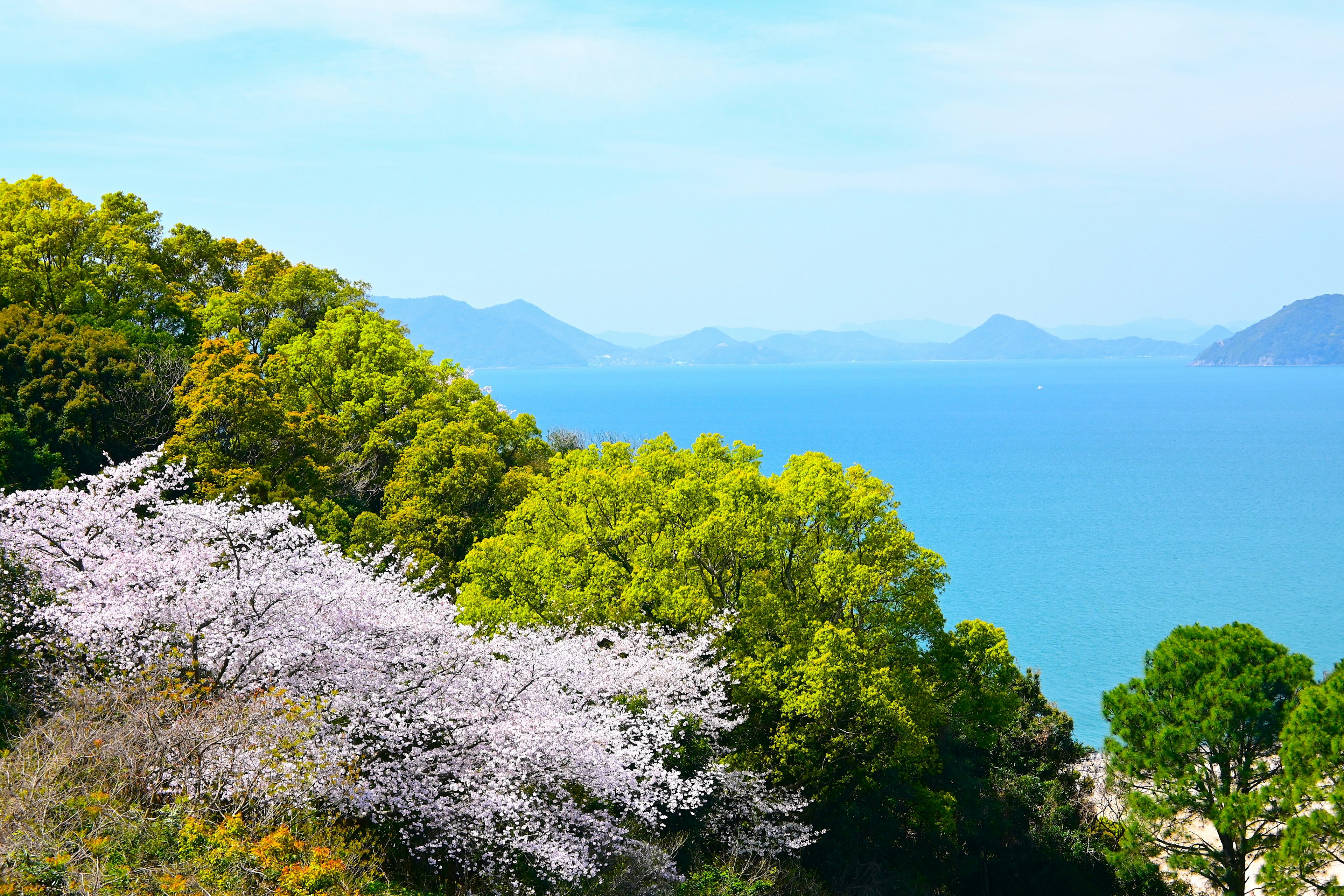 青い海と桜の木と緑の山々の風景