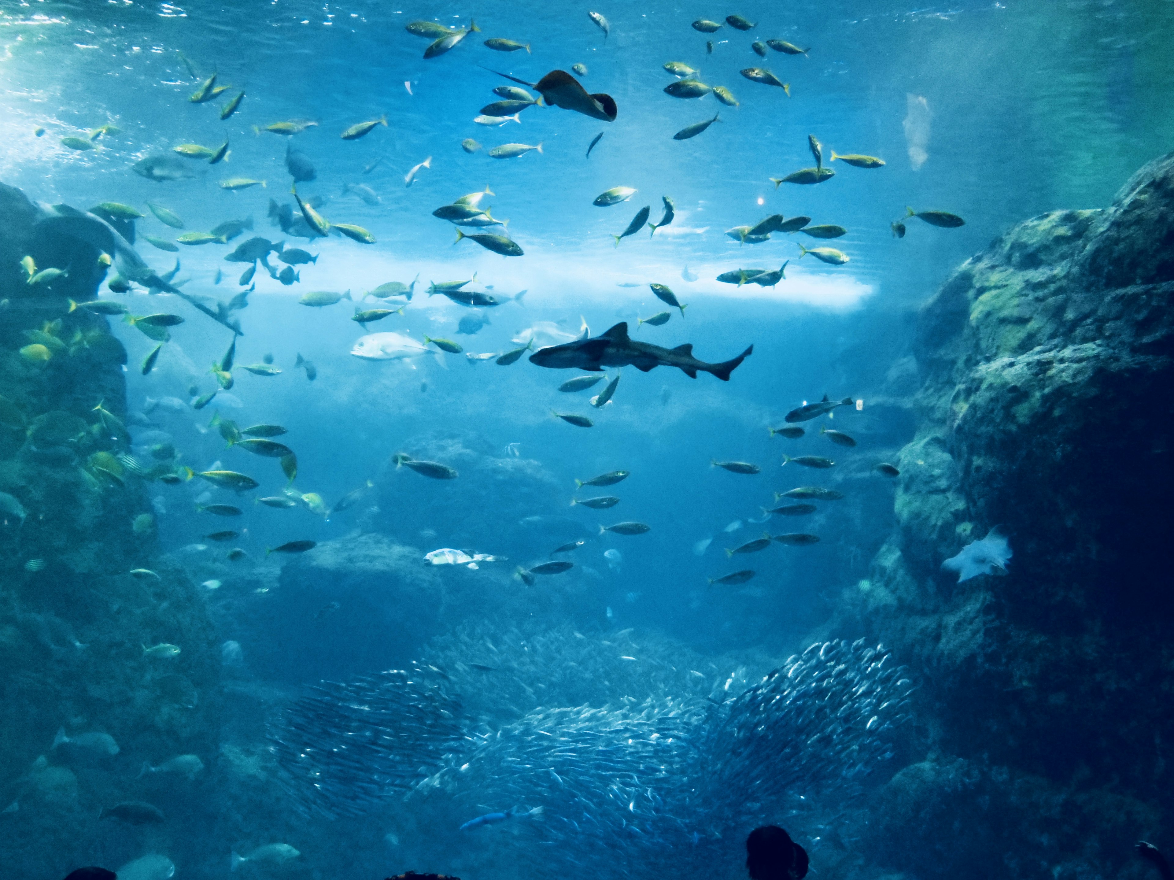 Adegan akuarium dengan banyak ikan dan hiu yang berenang