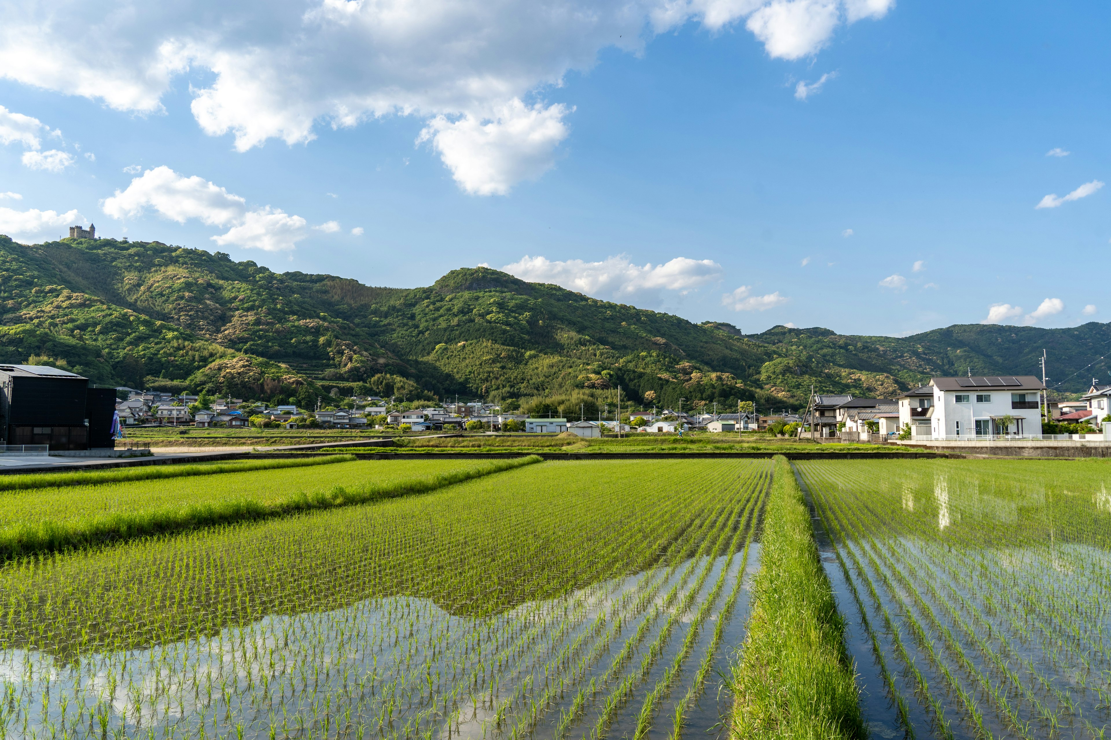 青い空と白い雲が広がる風景の中に広がる緑の稲田と山々の景色