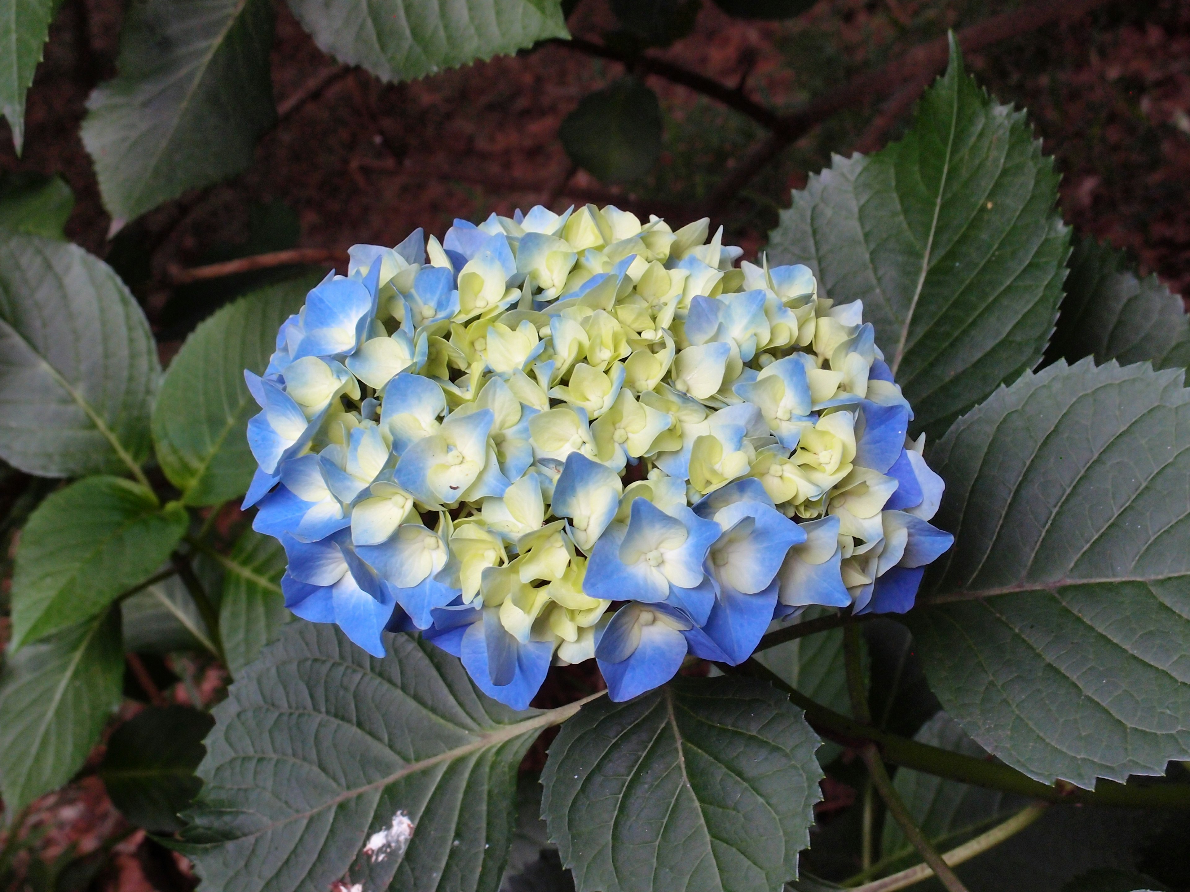 A cluster of hydrangea flowers in blue and yellow hues