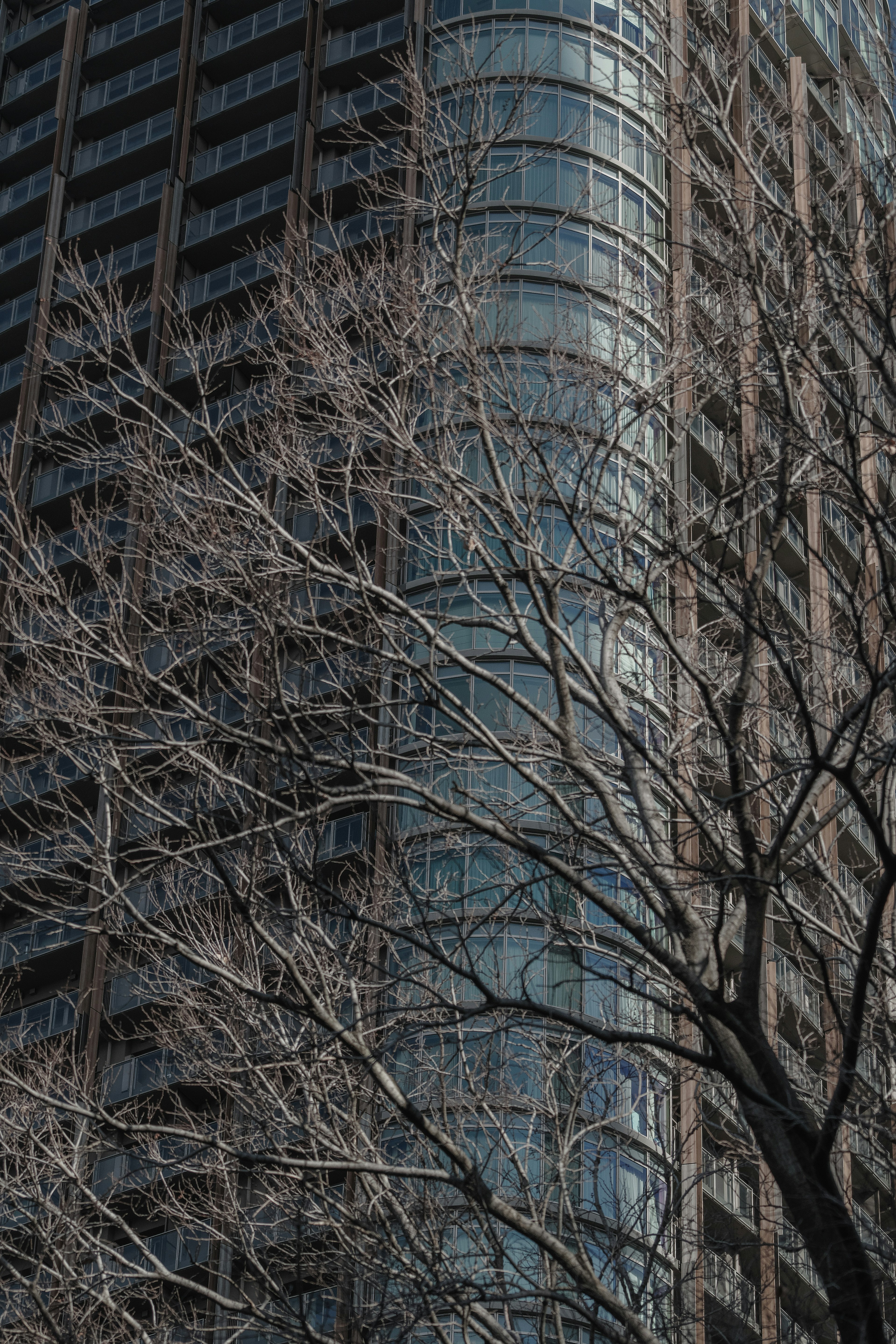 Paesaggio urbano con un grattacielo e rami d'albero spogli