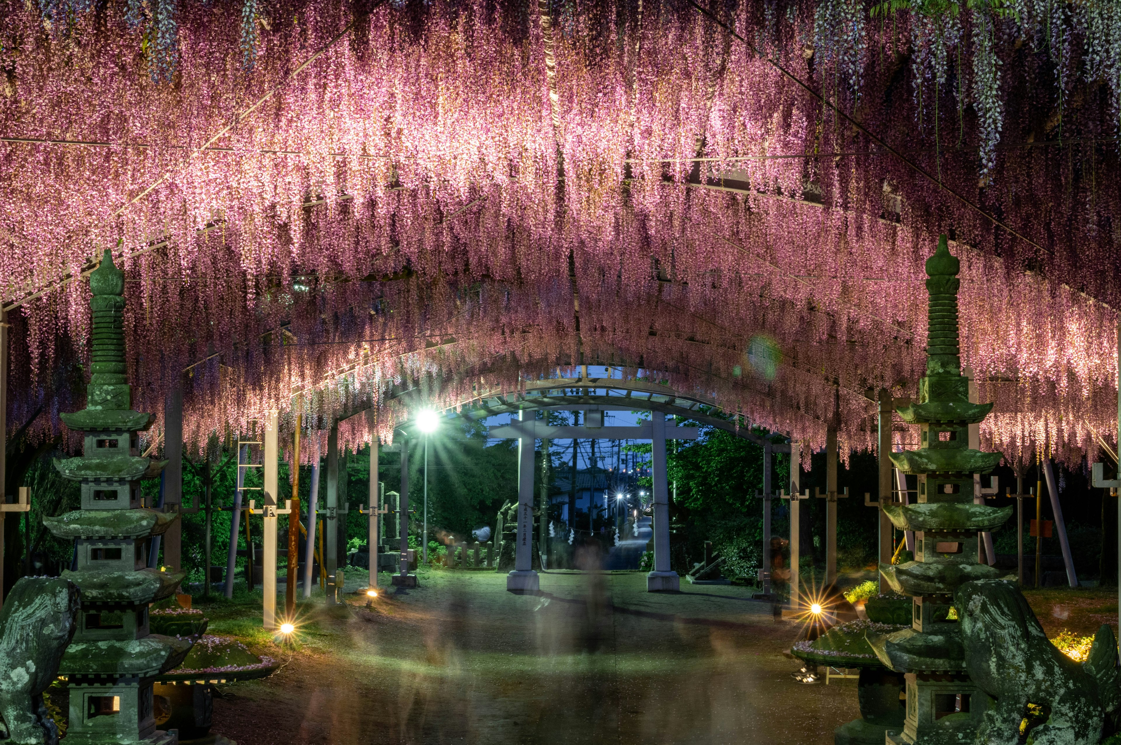 Garden path illuminated by lights with an arch of hanging pink wisteria flowers