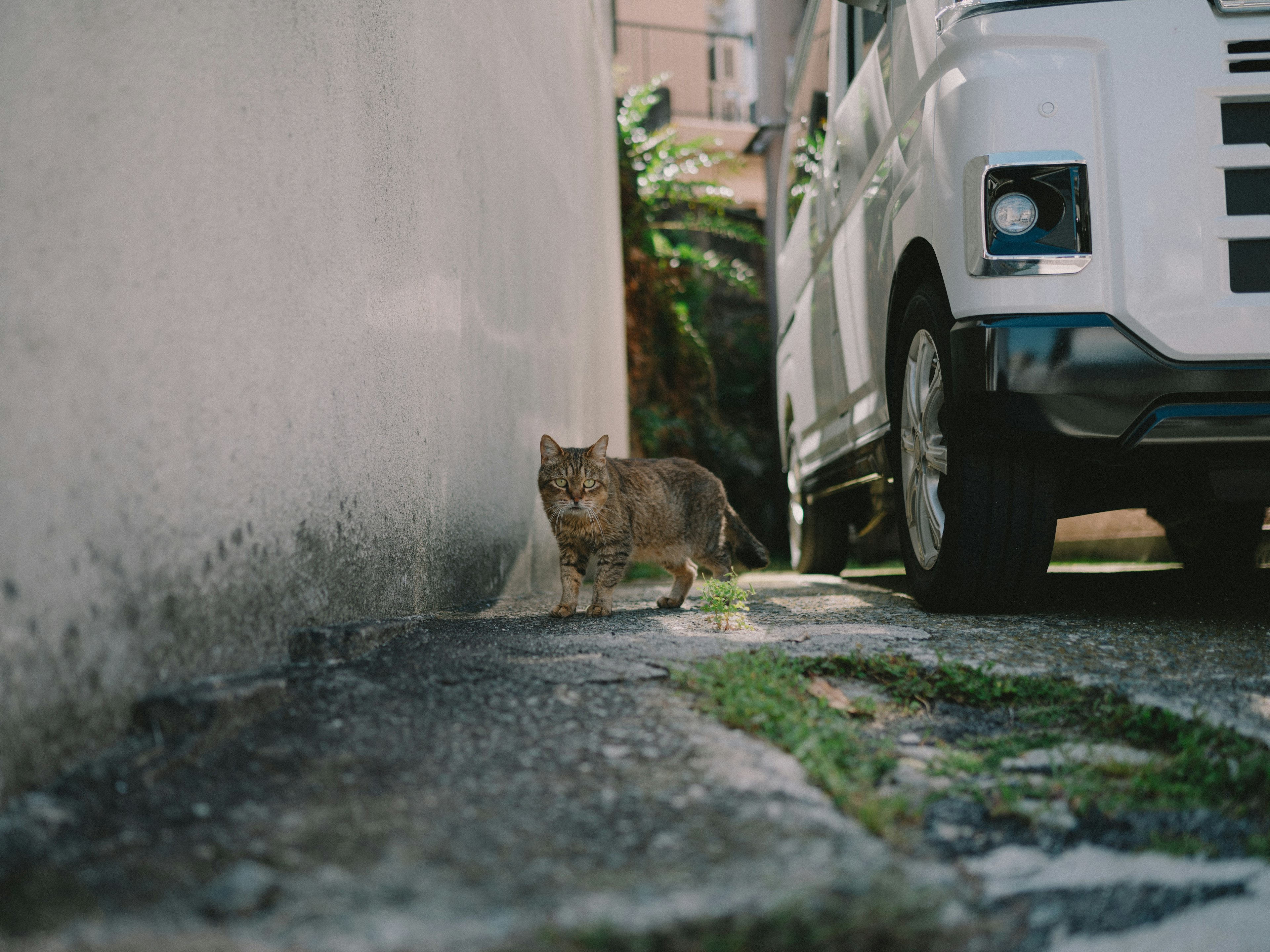 Seekor kucing berjalan di sepanjang jalan sempit di samping kendaraan