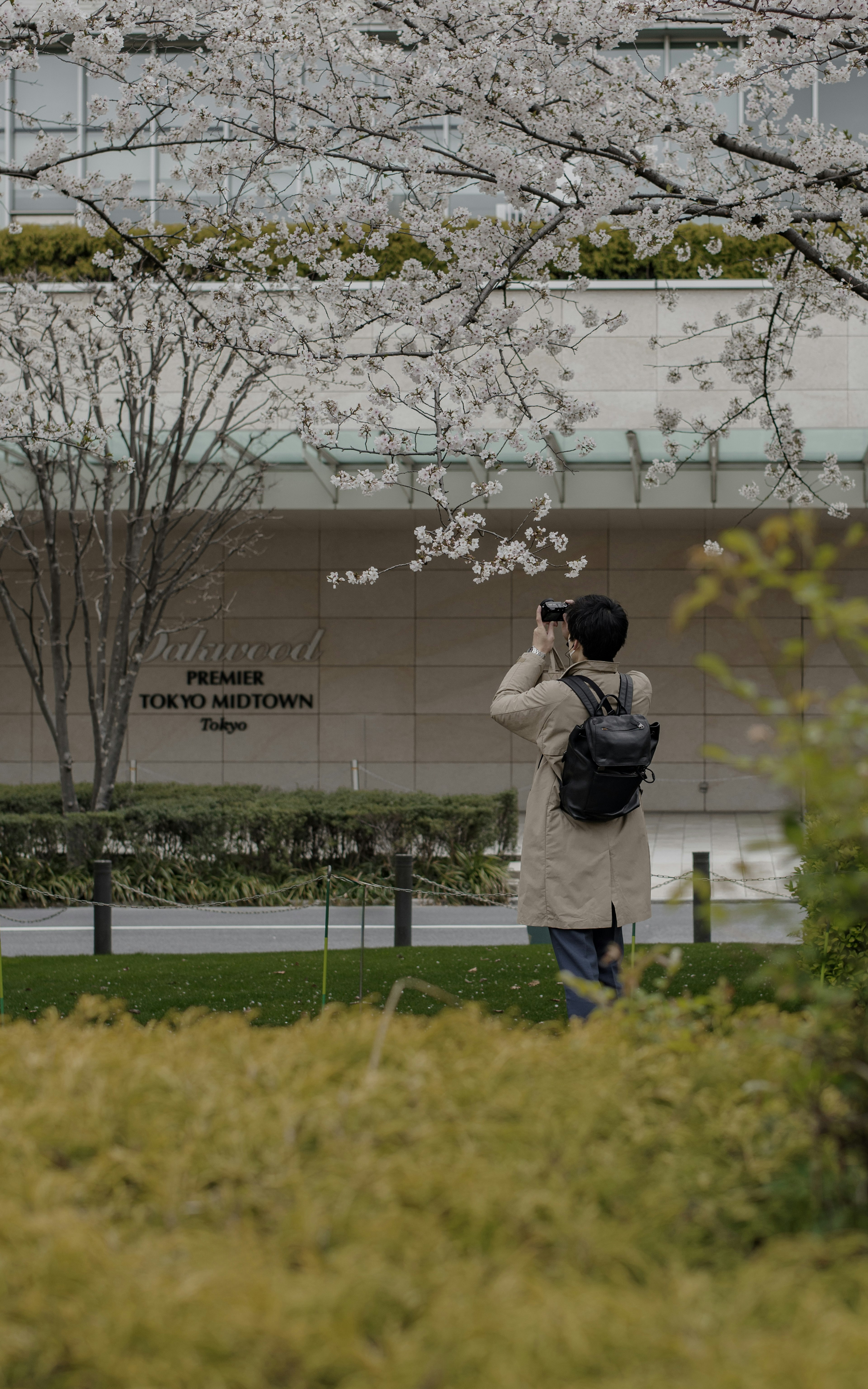 A person photographing cherry blossoms with a building in the background