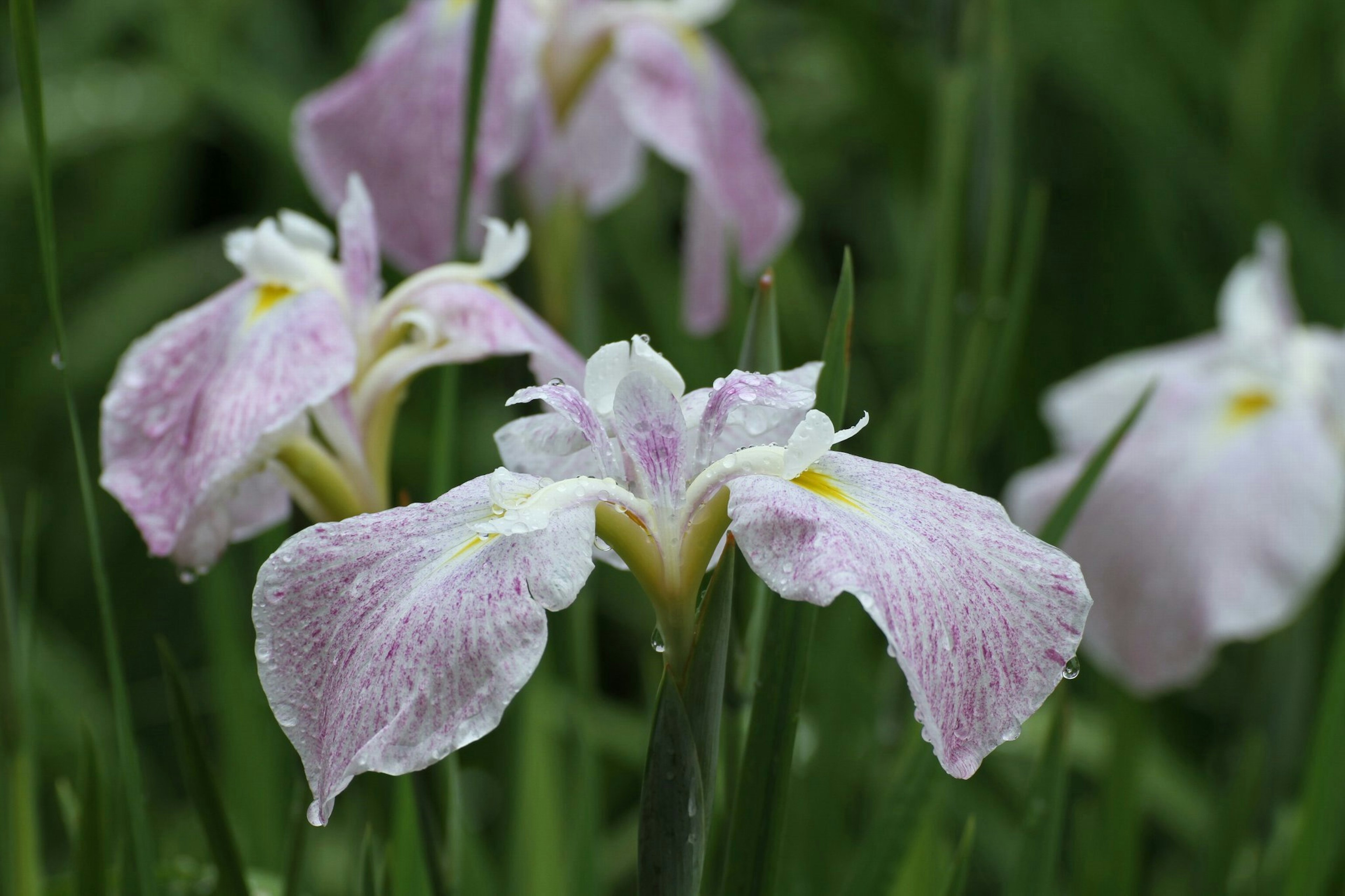 Fiori di iris rosa con petali bagnati che fioriscono tra l'erba verde