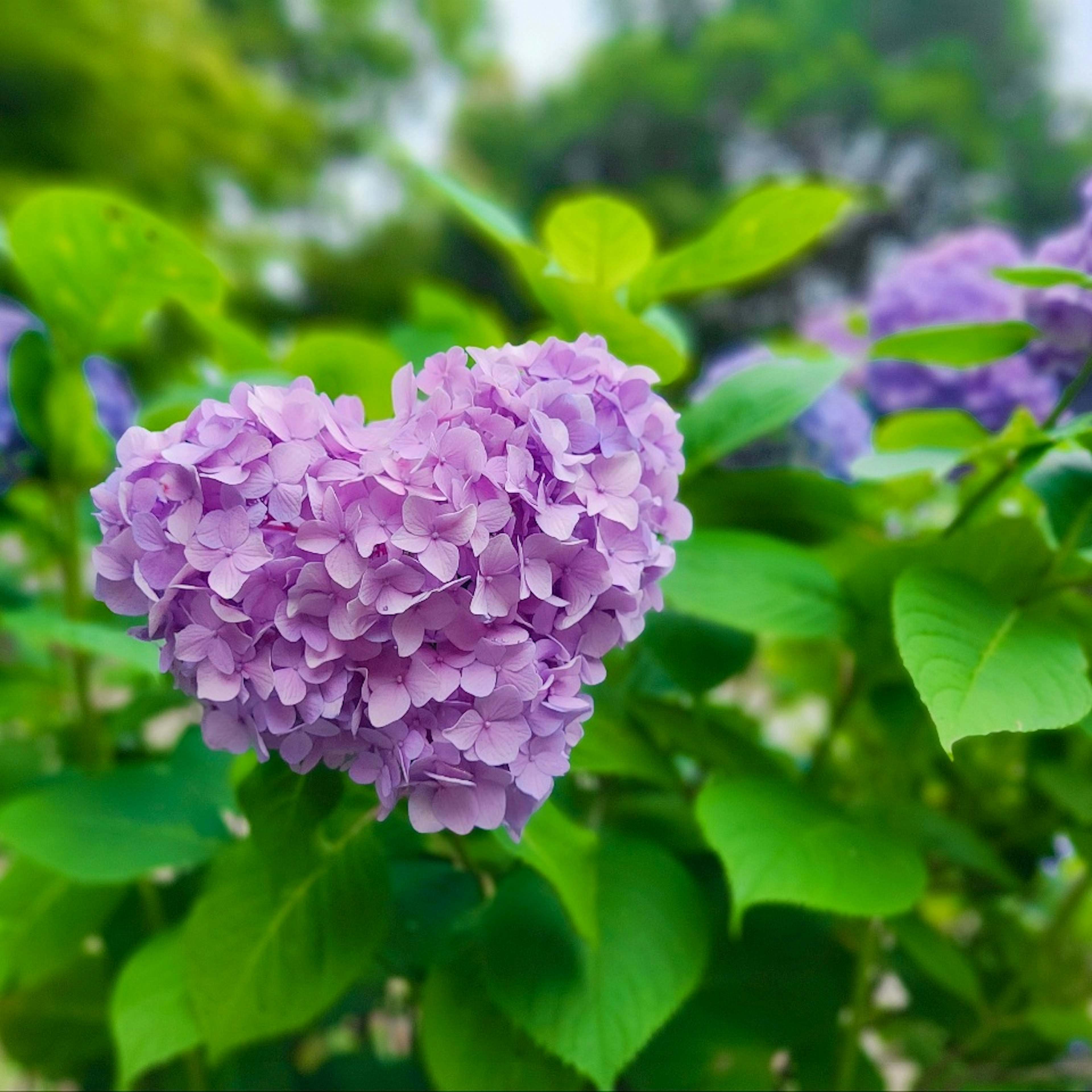 Herzförmige lila Hortensie umgeben von grünen Blättern