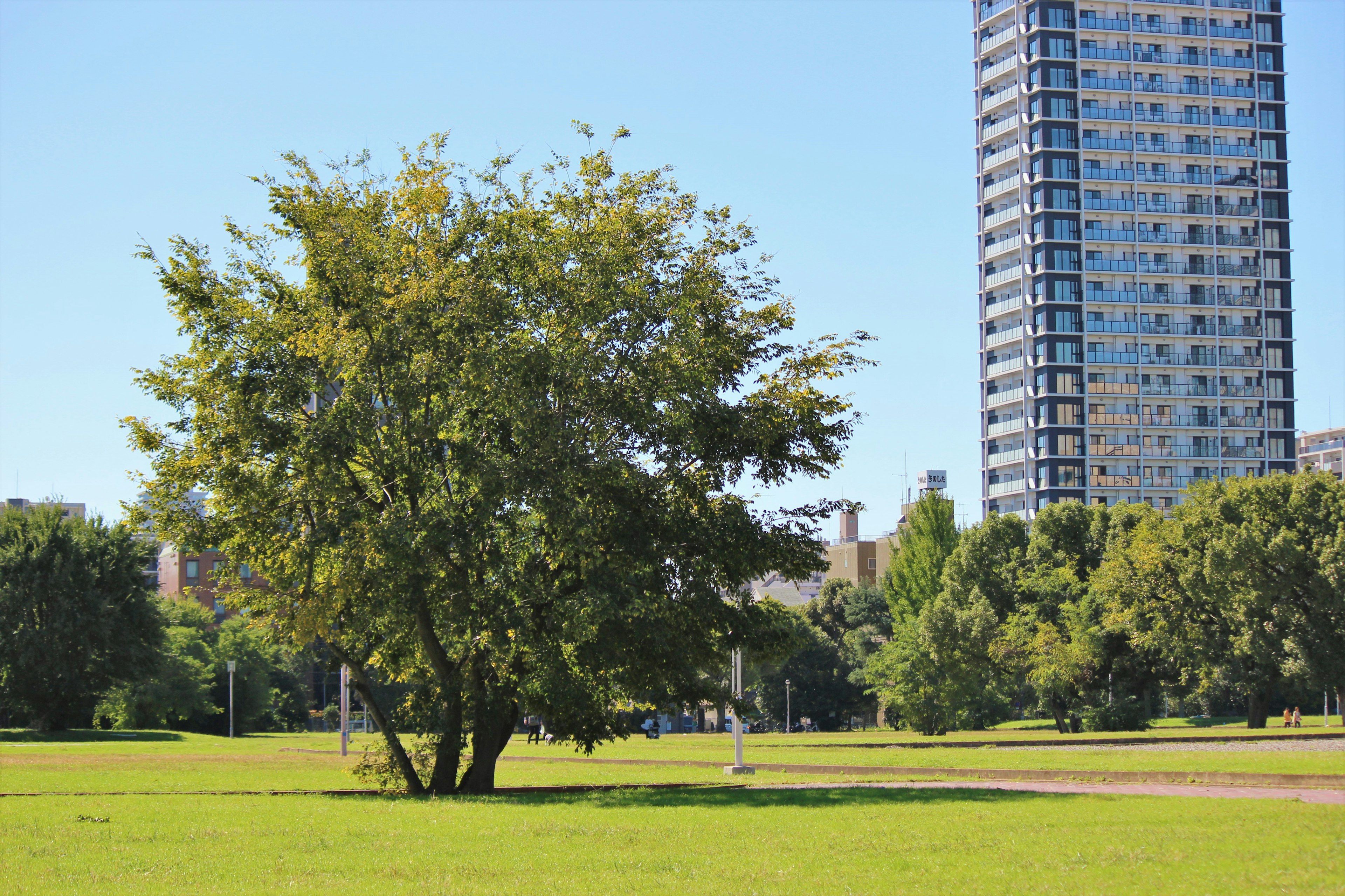 Grande albero in un parco verde con un grattacielo sullo sfondo