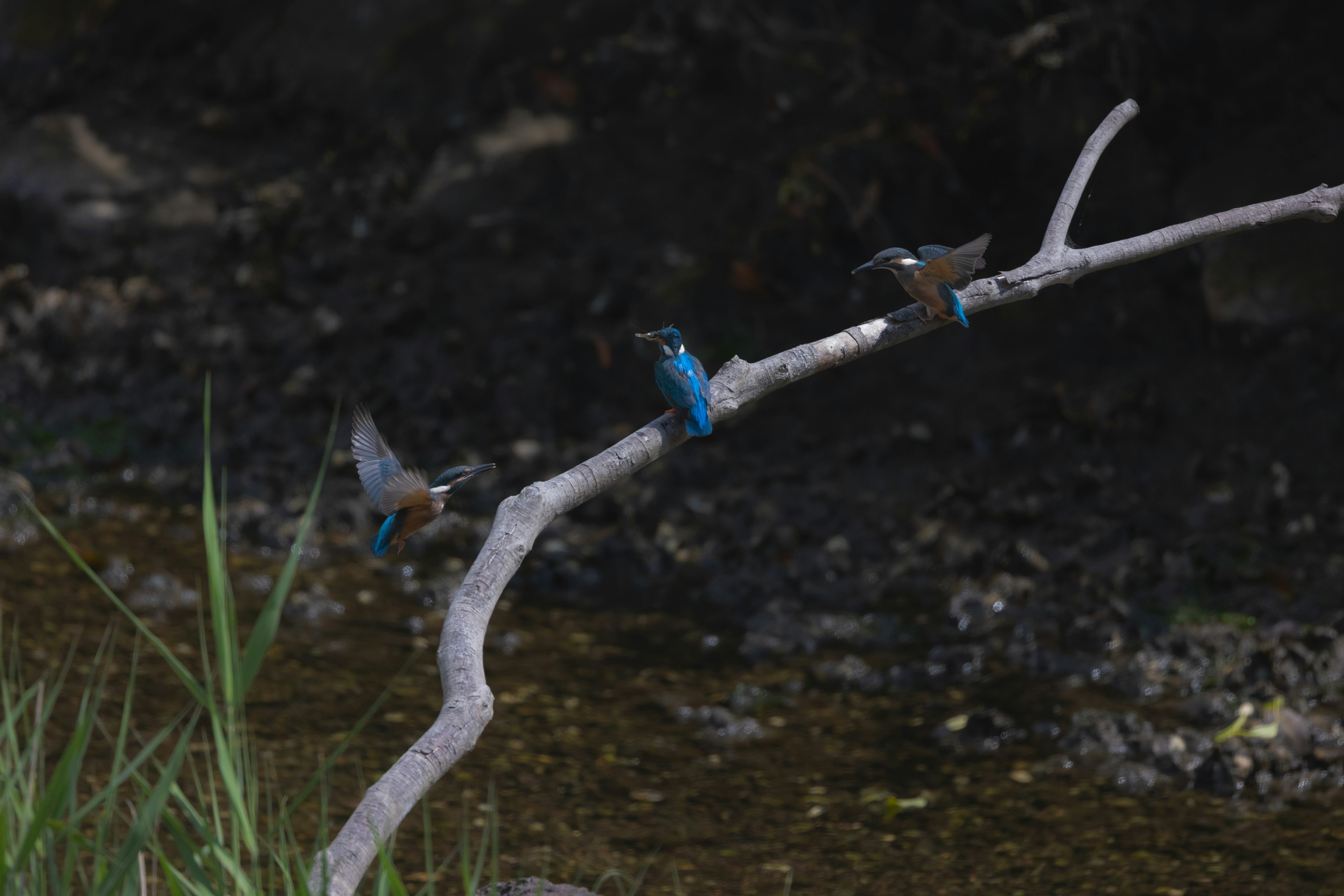 Three blue birds perched on a branch near a water body