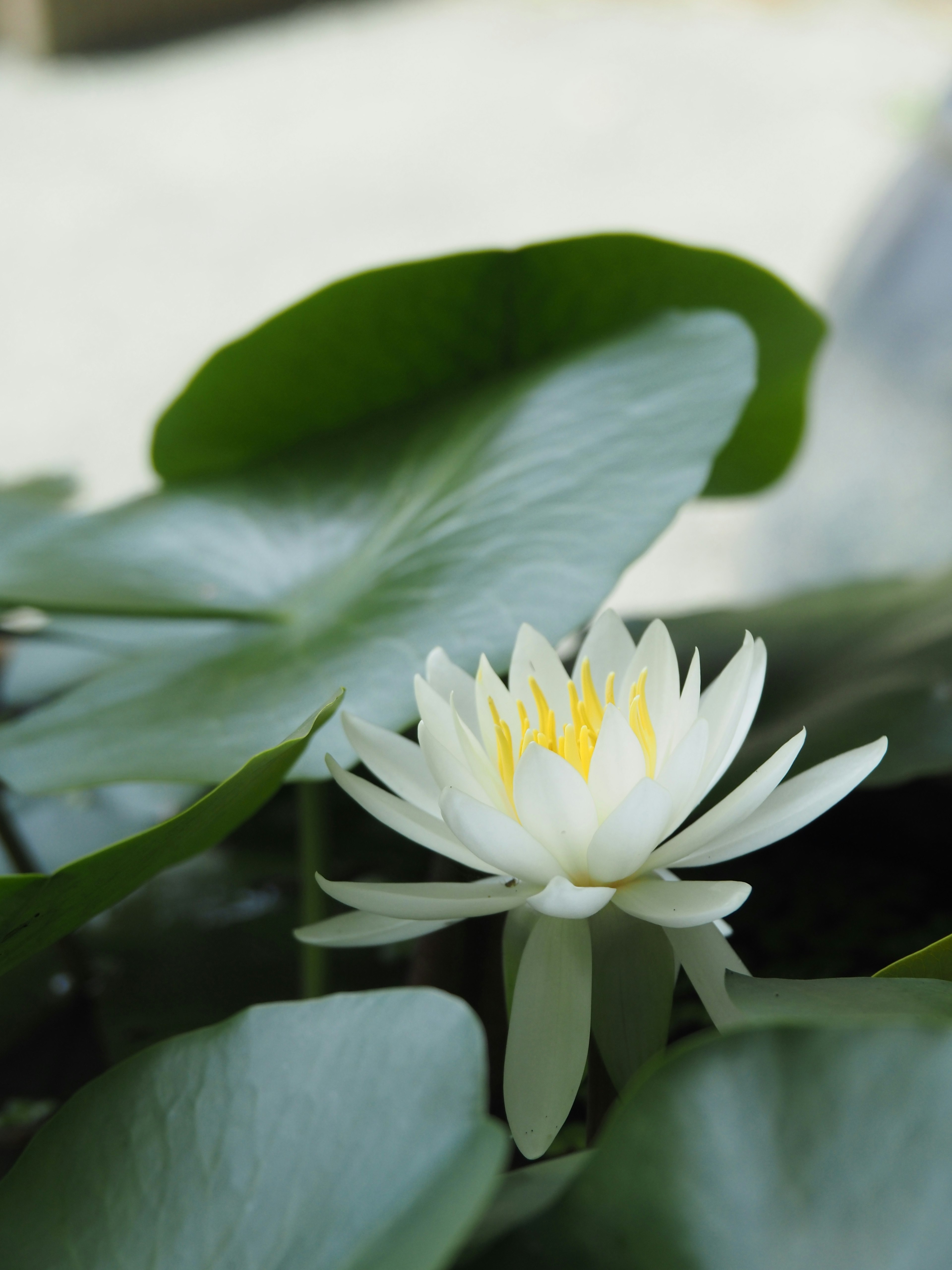 Weiße Seerose mit gelbem Zentrum umgeben von grünen Blättern