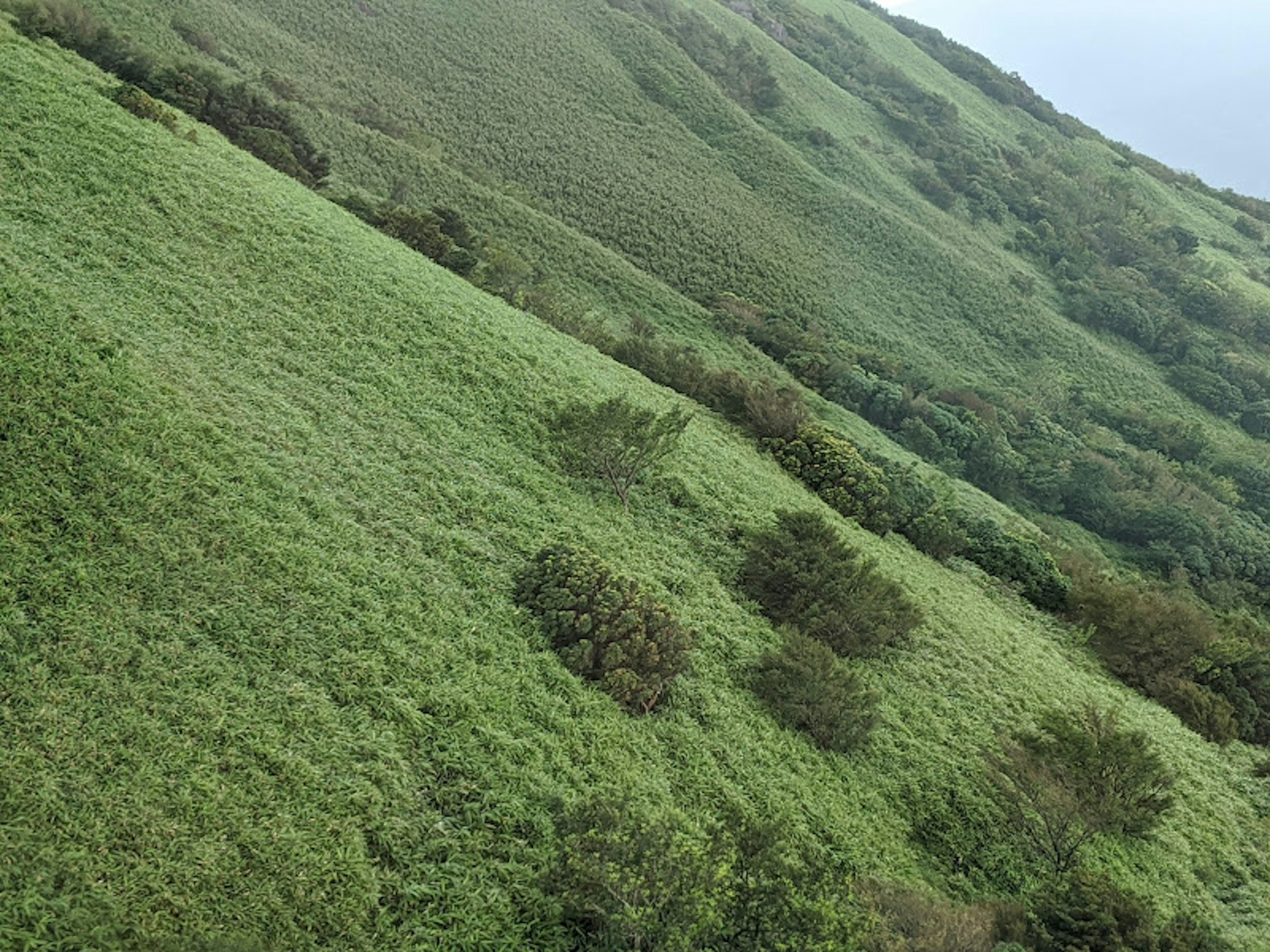 郁郁蔥蔥的綠色山丘，點綴著稀疏的灌木和草地