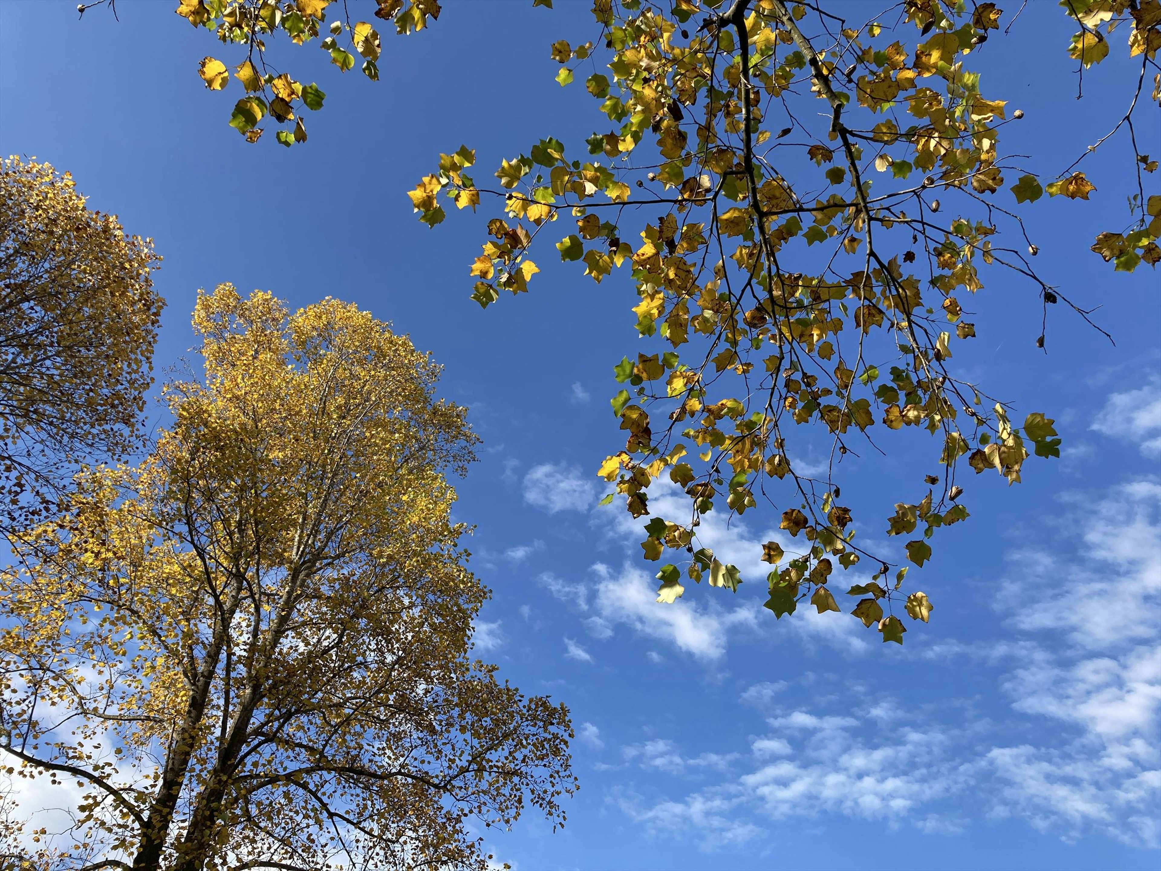 Pohon dengan daun kuning di bawah langit biru