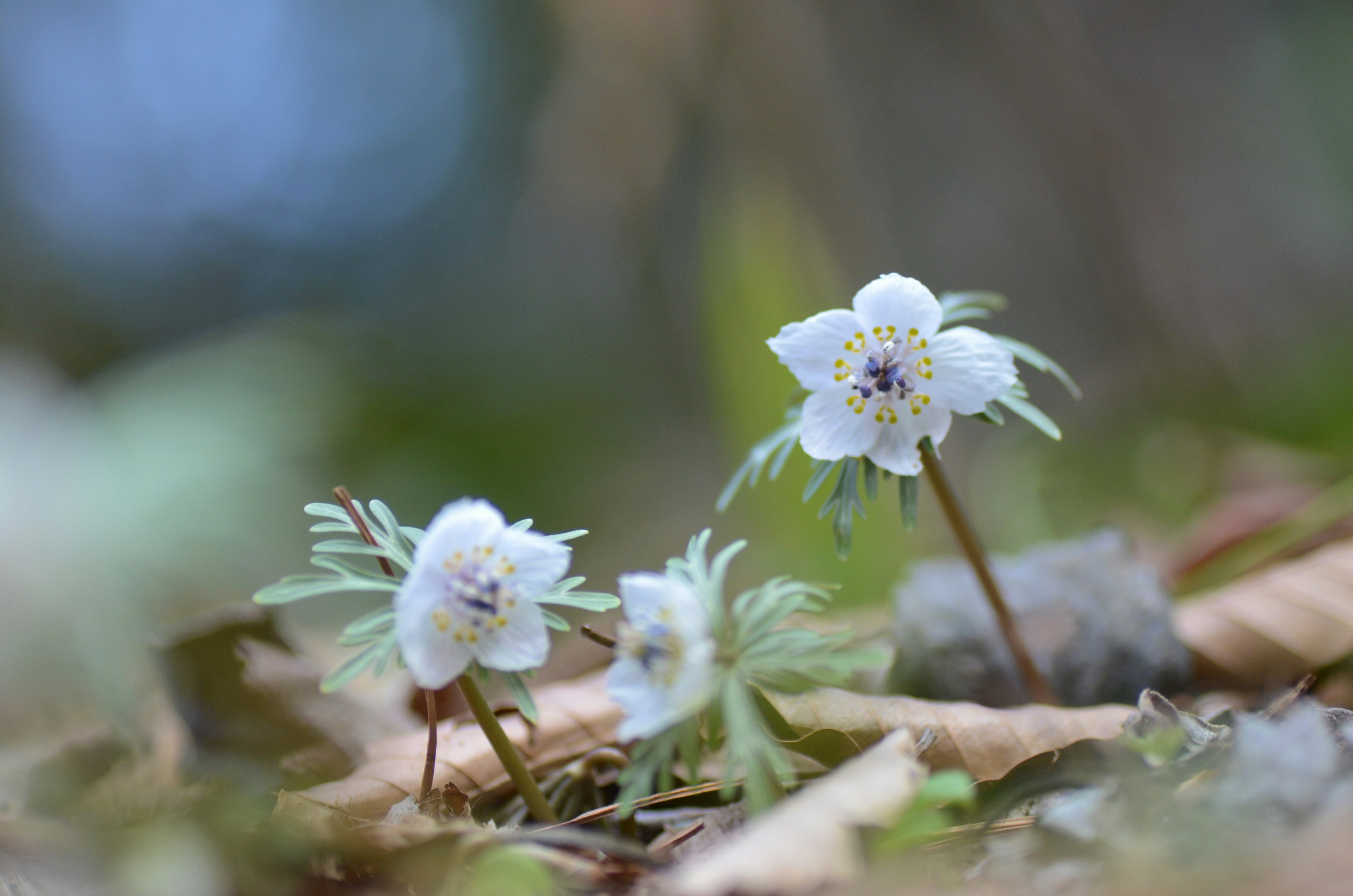 白い小さな花が地面に咲いている様子で周囲はぼんやりとした緑色