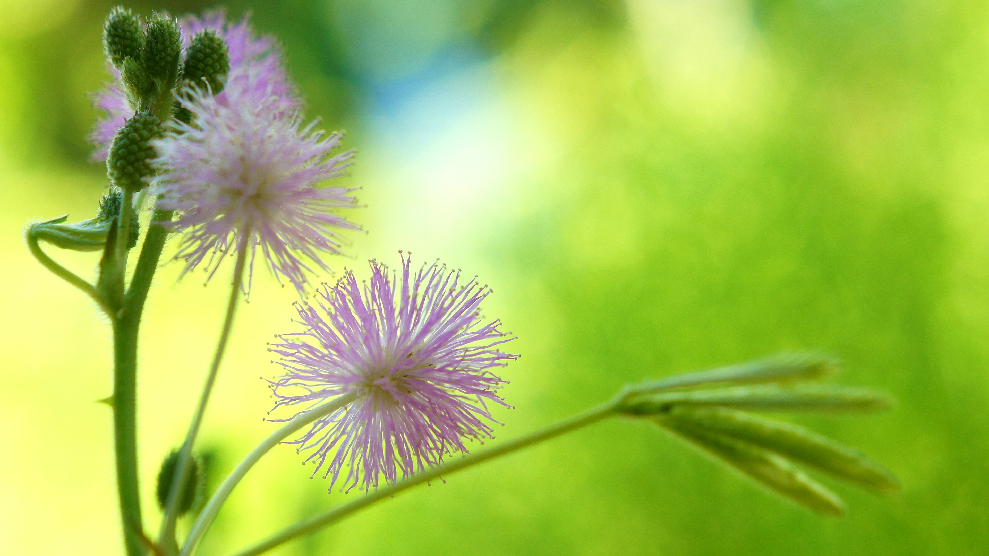 Fiori di mimosa con petali rosa soffici su uno sfondo verde morbido