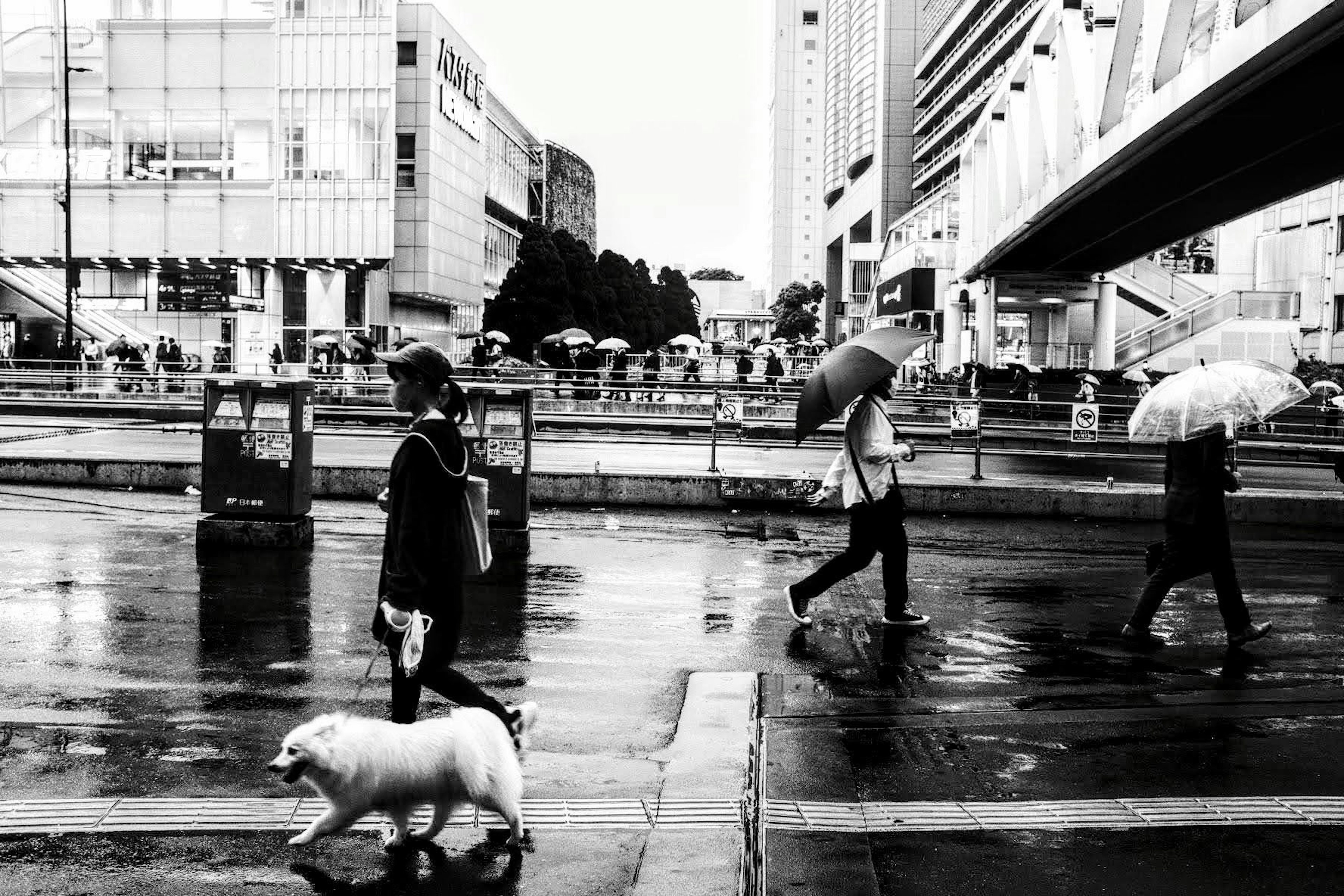 Scena urbana con persone che camminano sotto ombrelli e un cane bianco sotto la pioggia