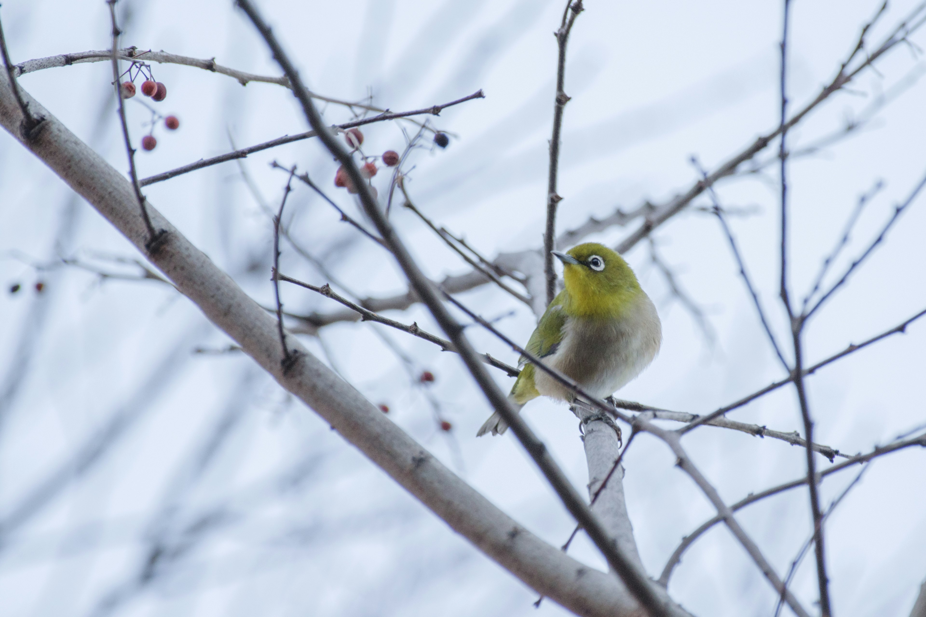 Small yellow bird perched on a branch with red berries