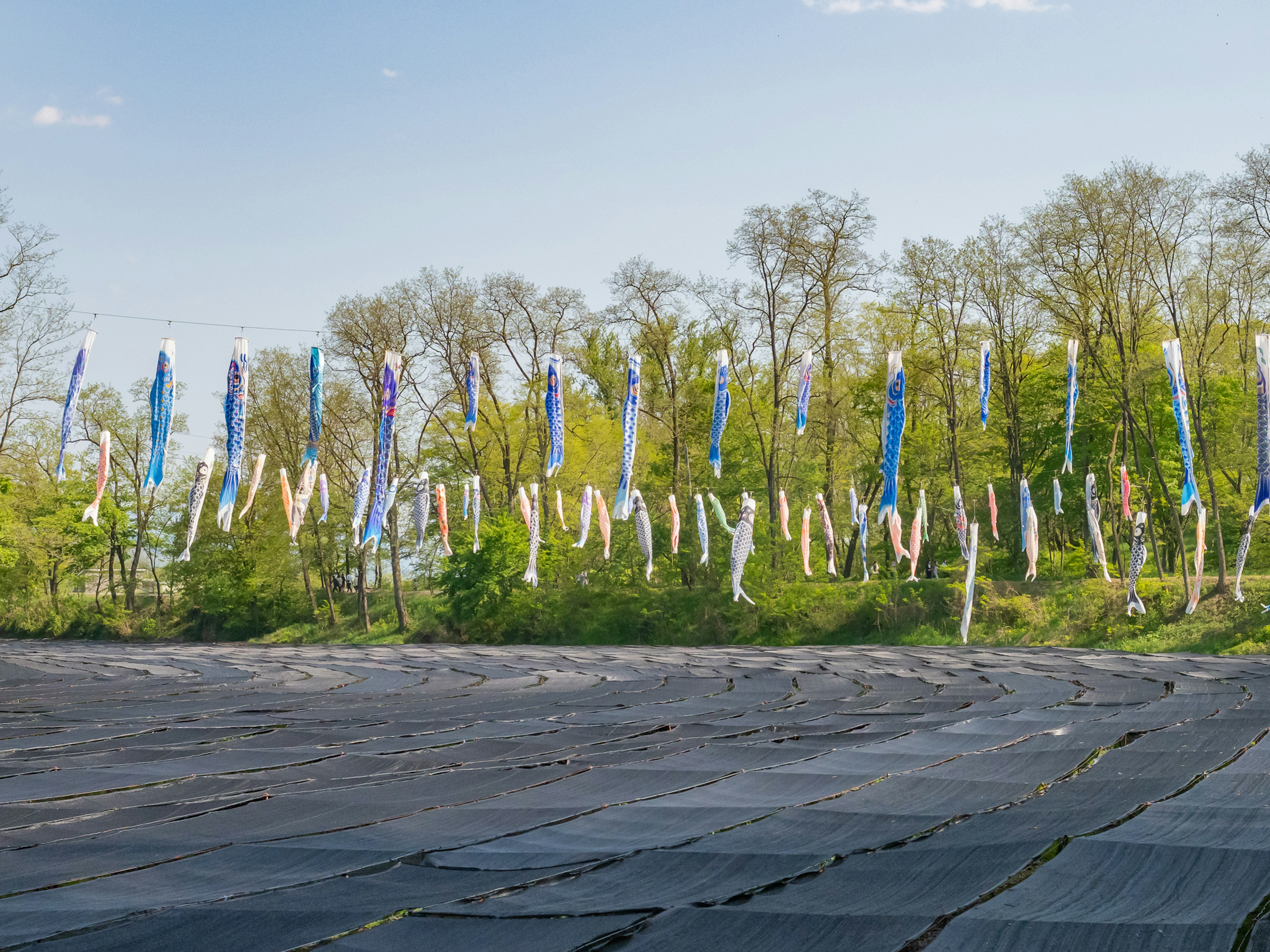 Streamer colorati allineati su uno sfondo di alberi verdi