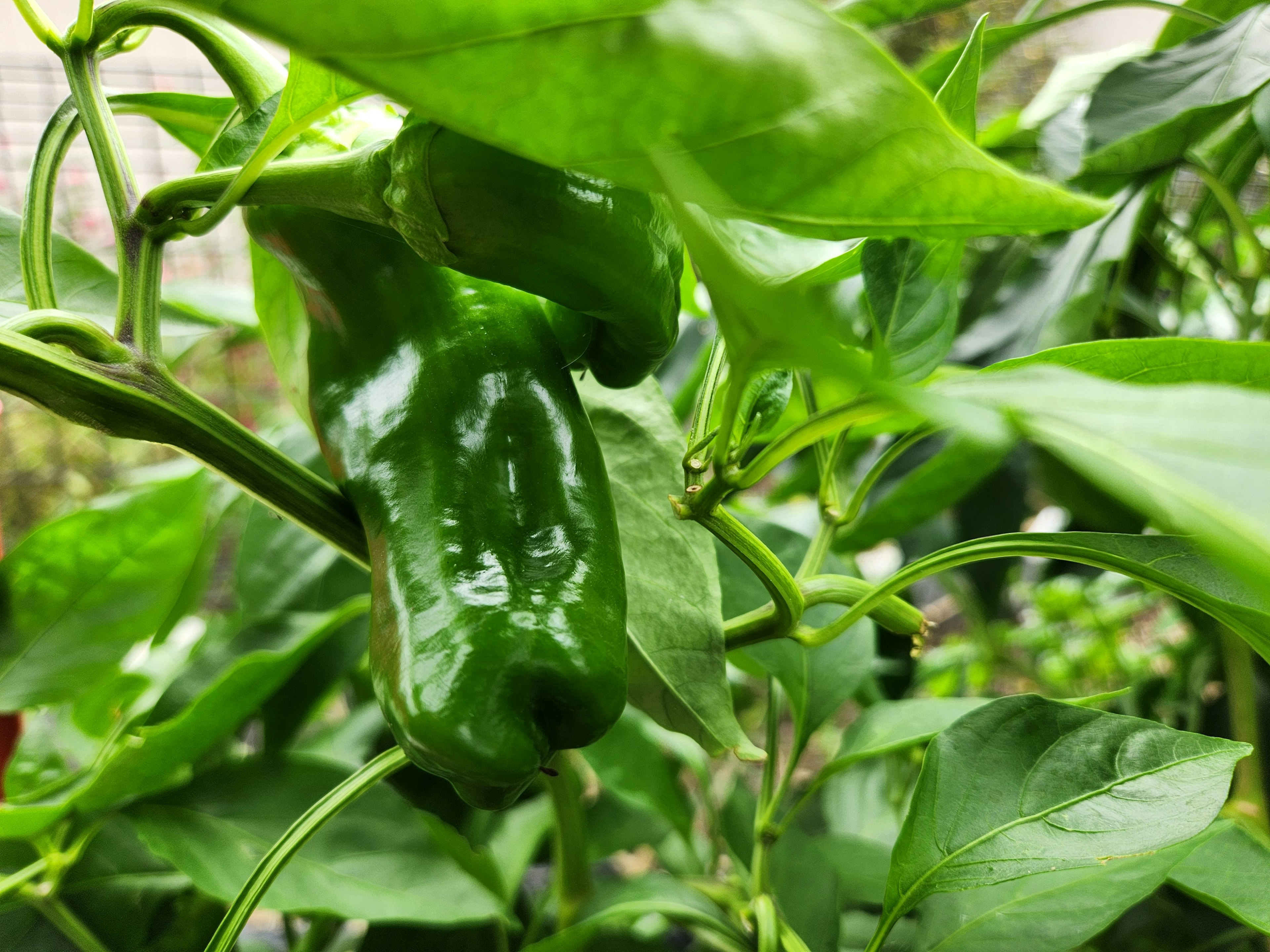 綠色甜椒在茂盛的綠葉間生長