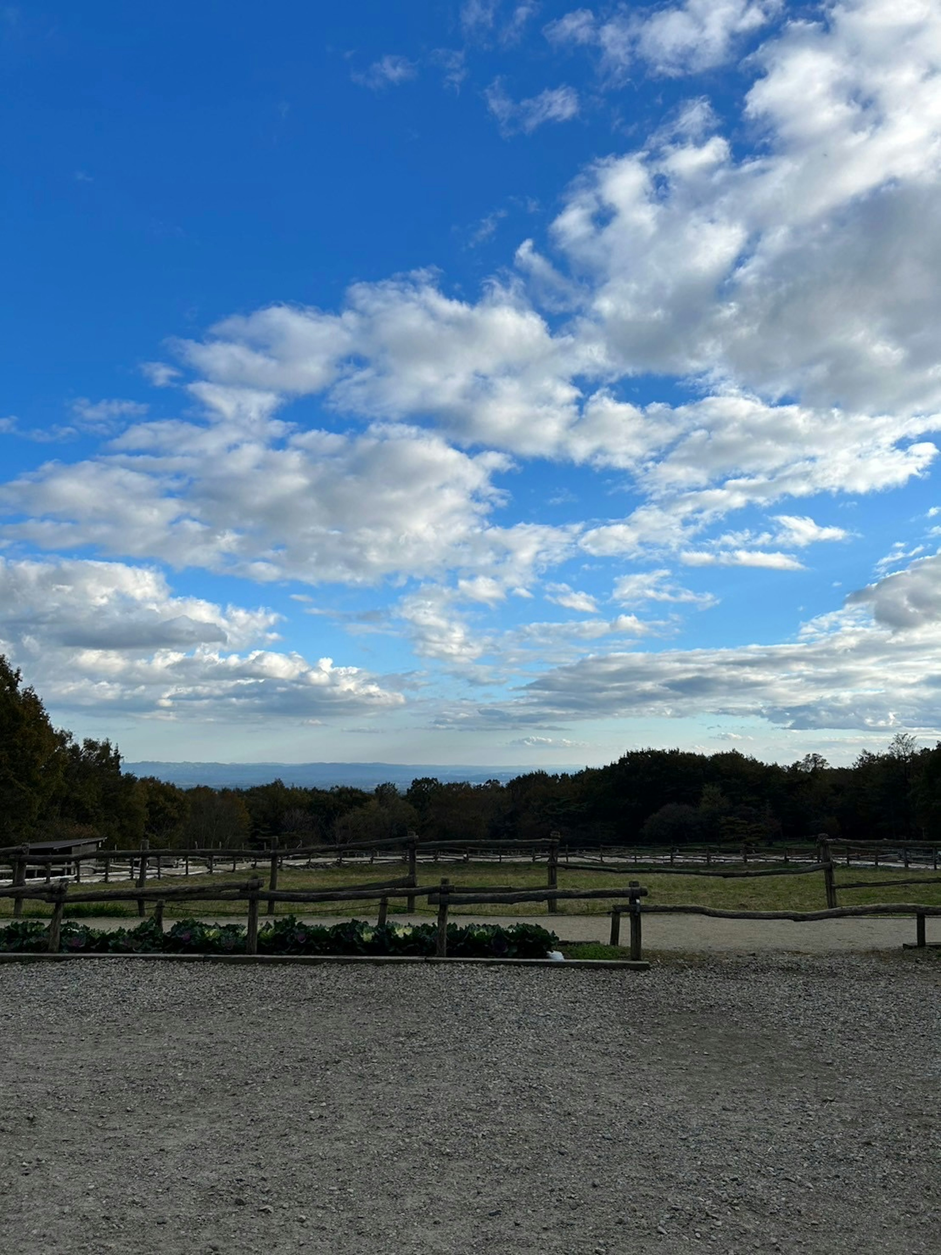 青空と白い雲の風景　広い牧場が広がる　緑の木々とフェンスが見える