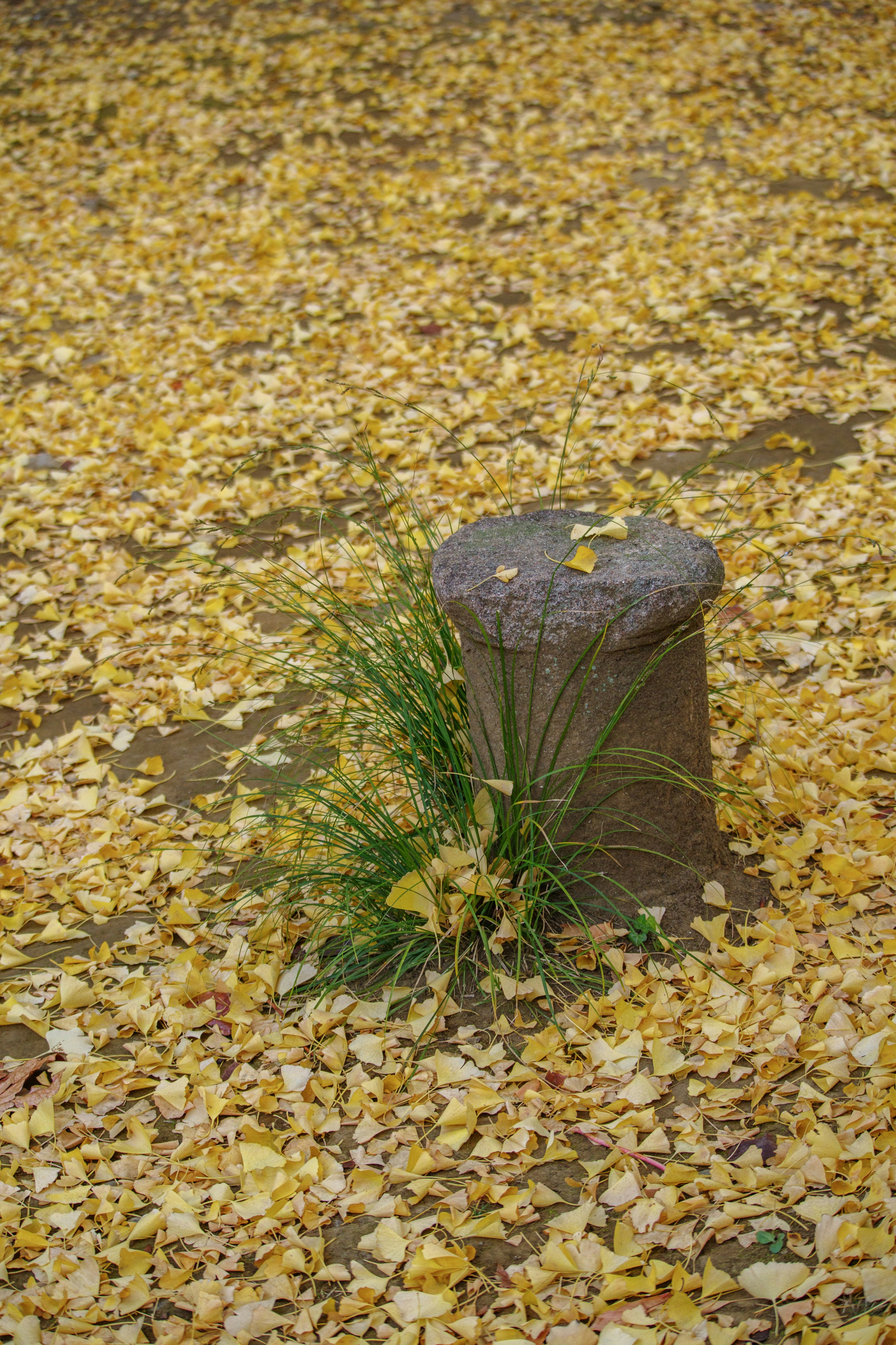 Tree stump surrounded by yellow leaves and green grass