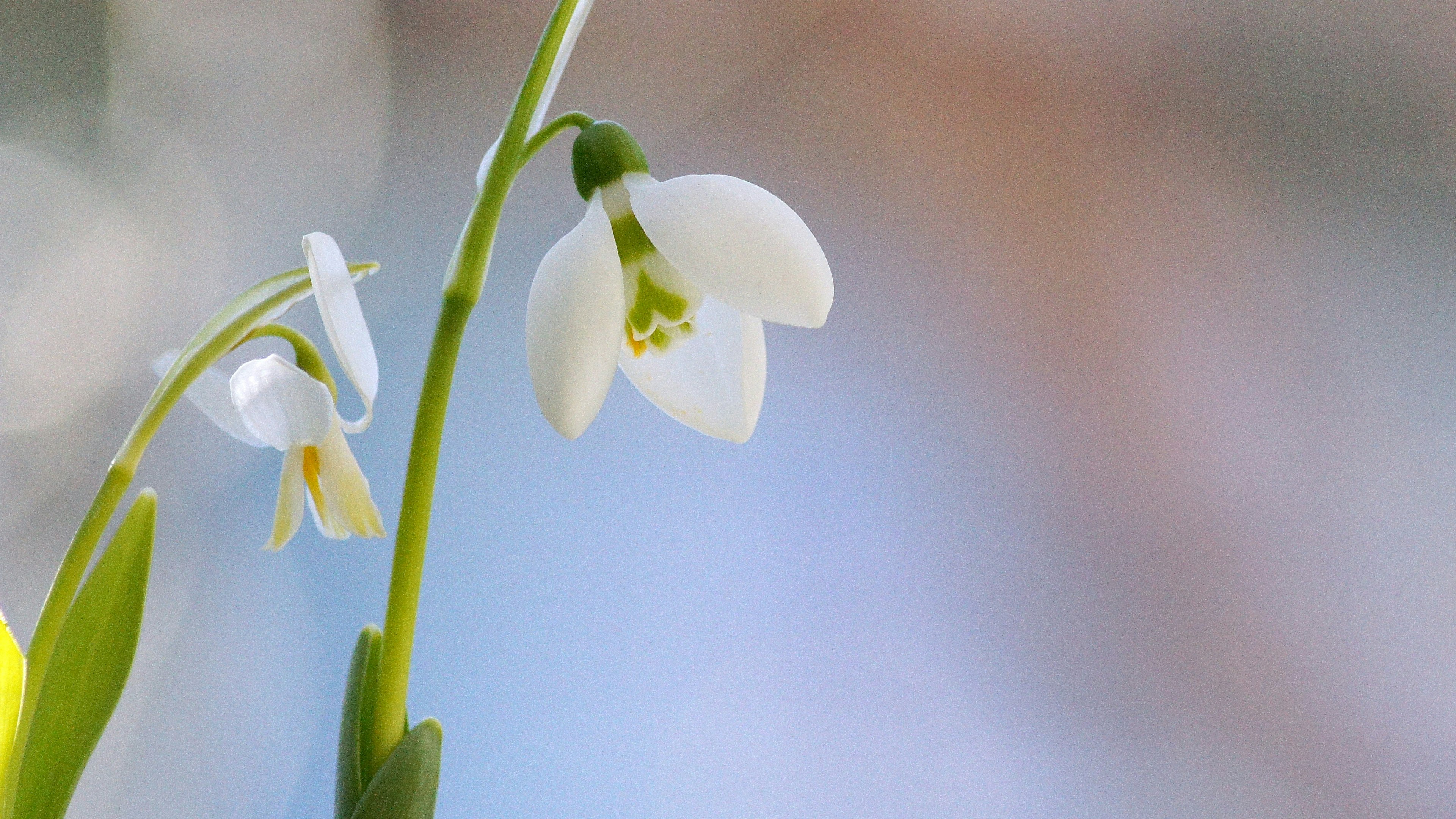 Kedekatan bunga snowdrop putih yang mekar