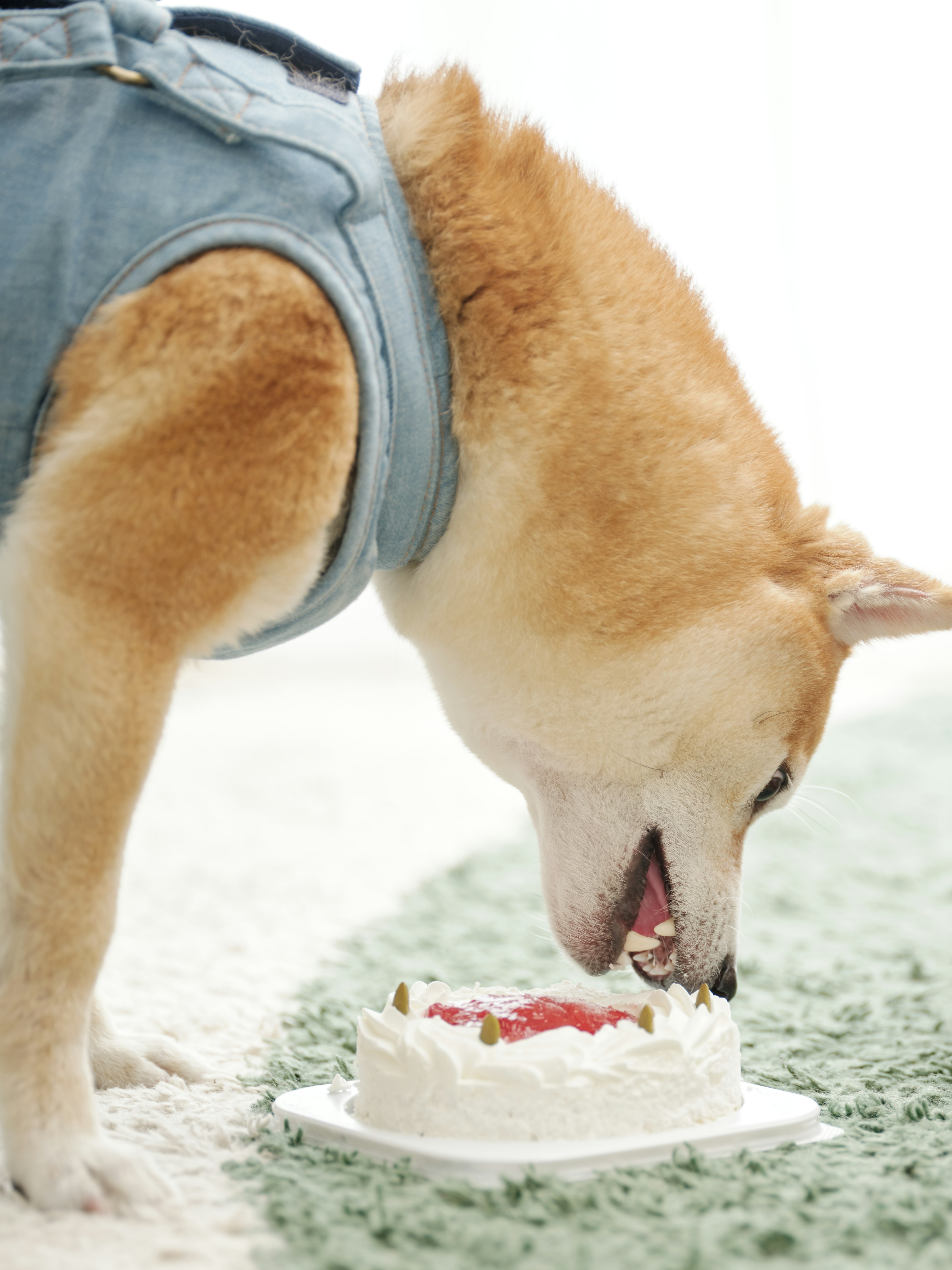 A dog enjoying a cake