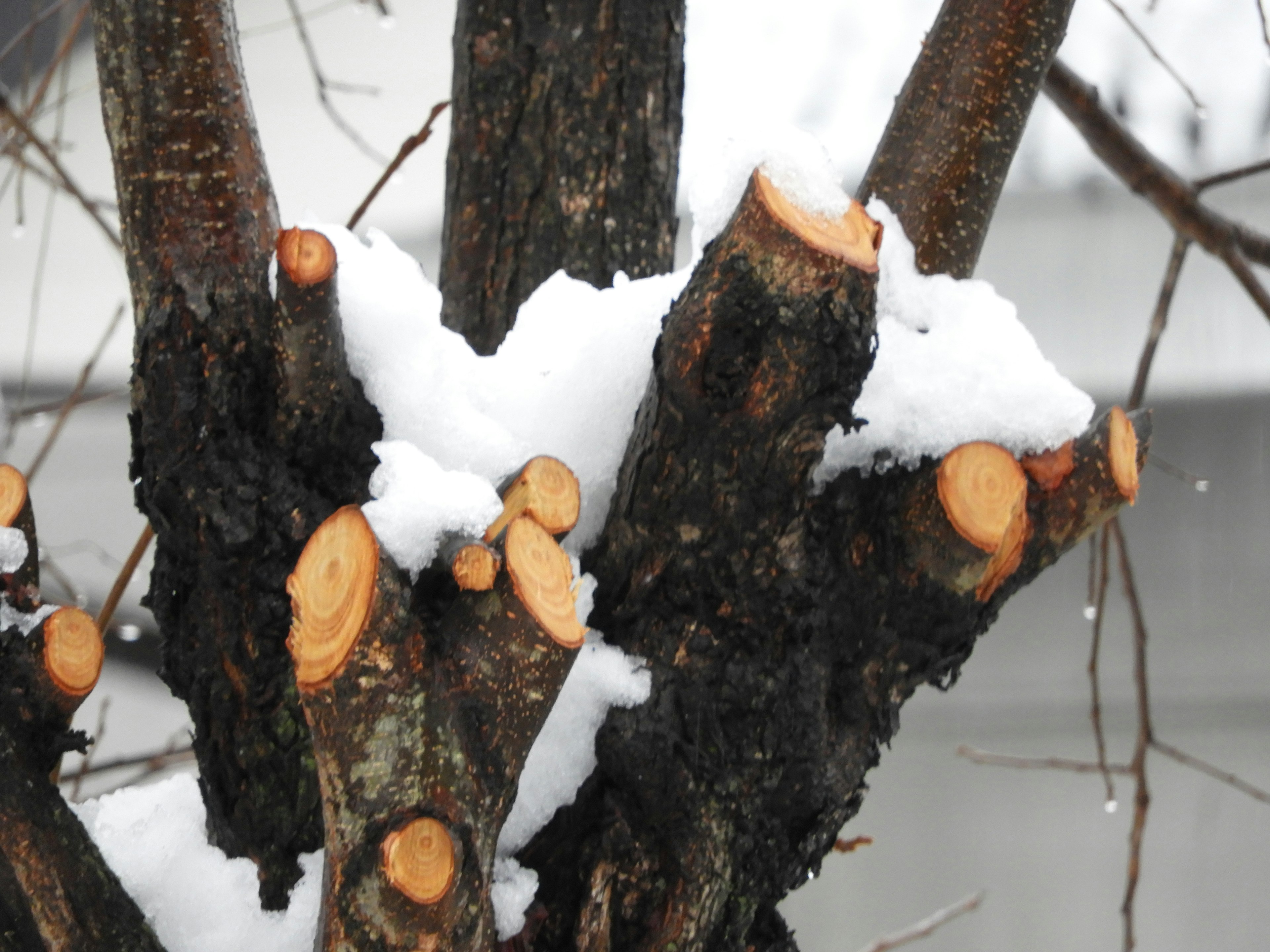 Primer plano de un tronco de árbol y tocones cubiertos de nieve