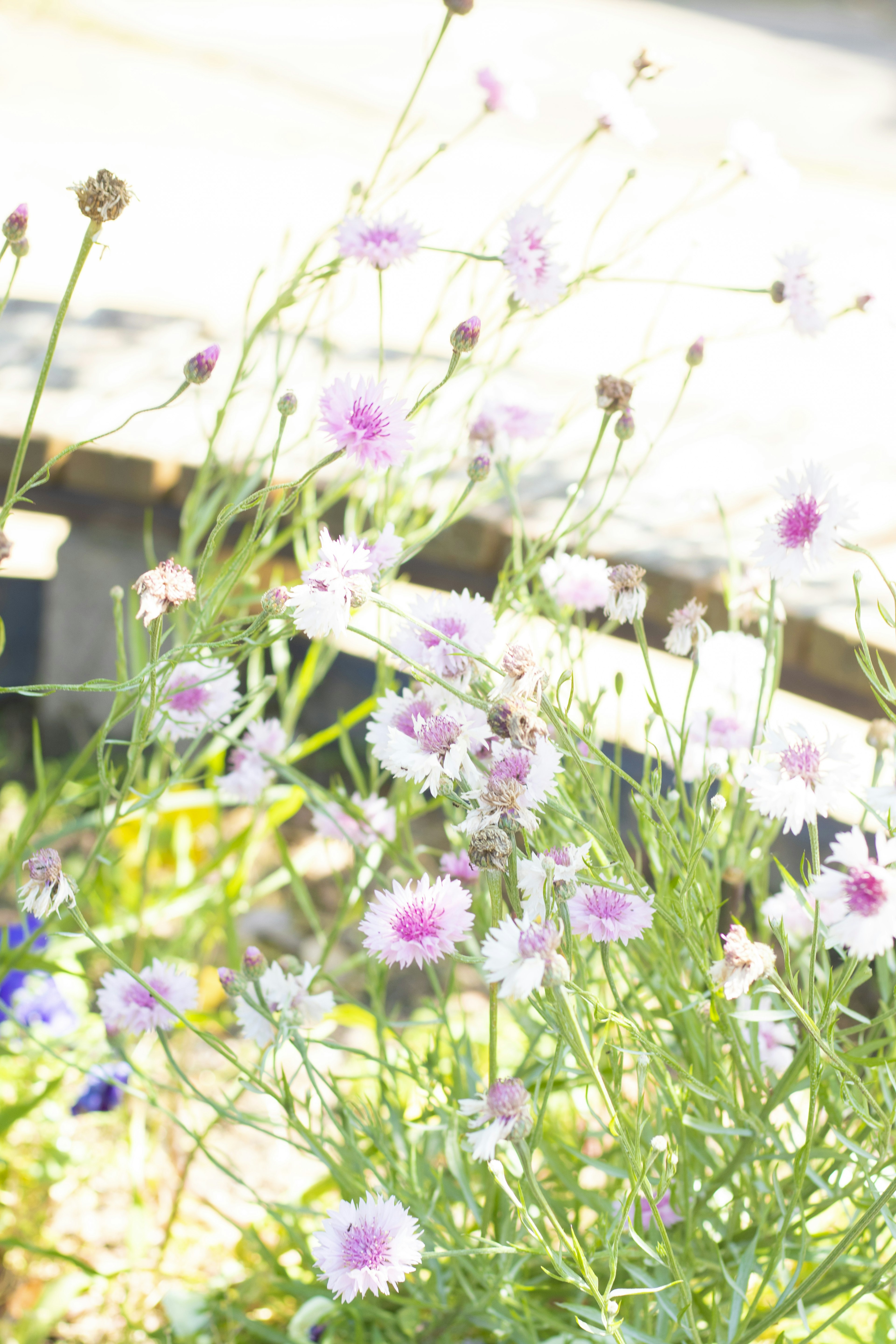 Gruppe zarter rosa Blumen im hellen Sonnenlicht