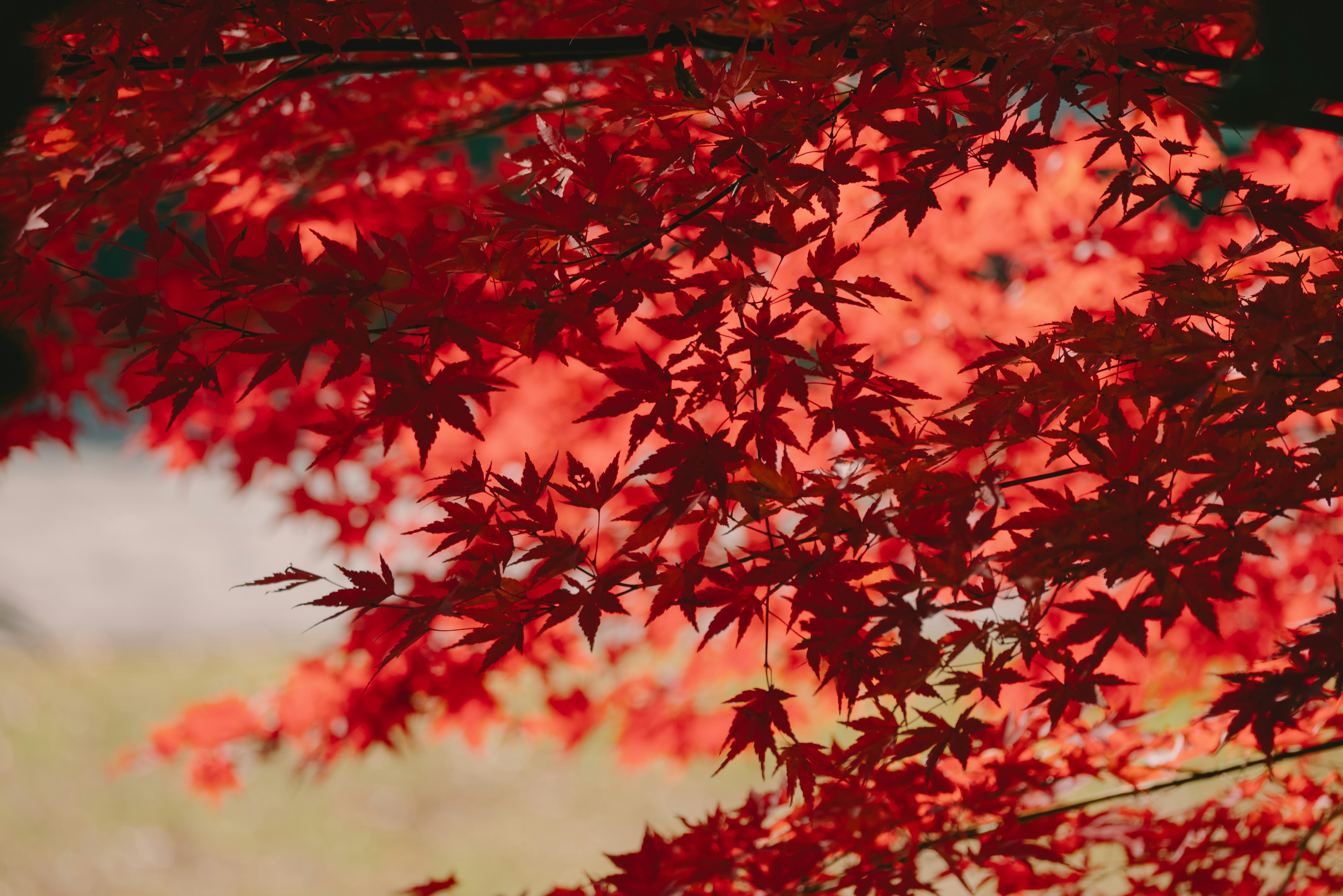 赤い楓の葉が美しく色づいている風景