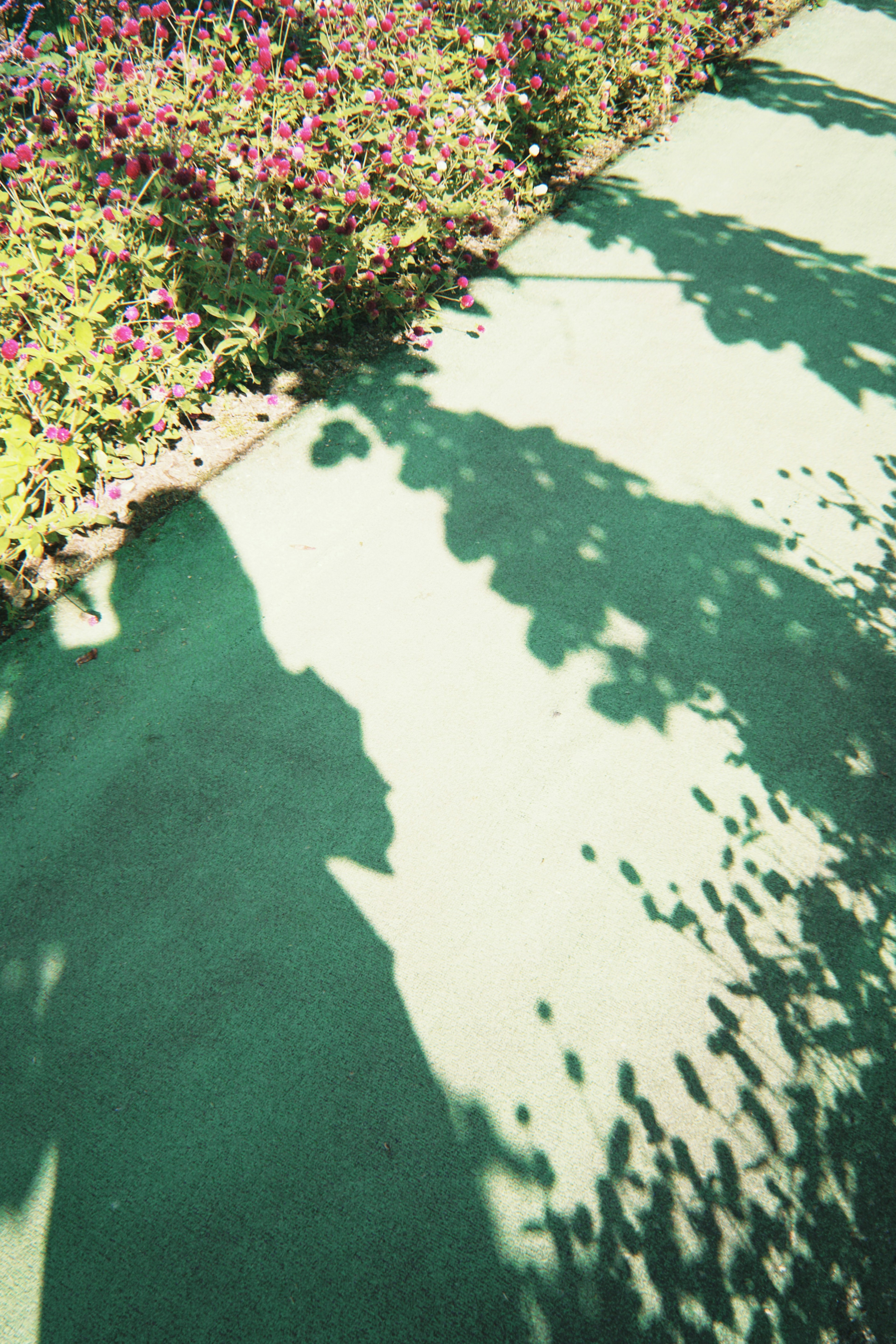 Shadows cast on green pavement with colorful flowers