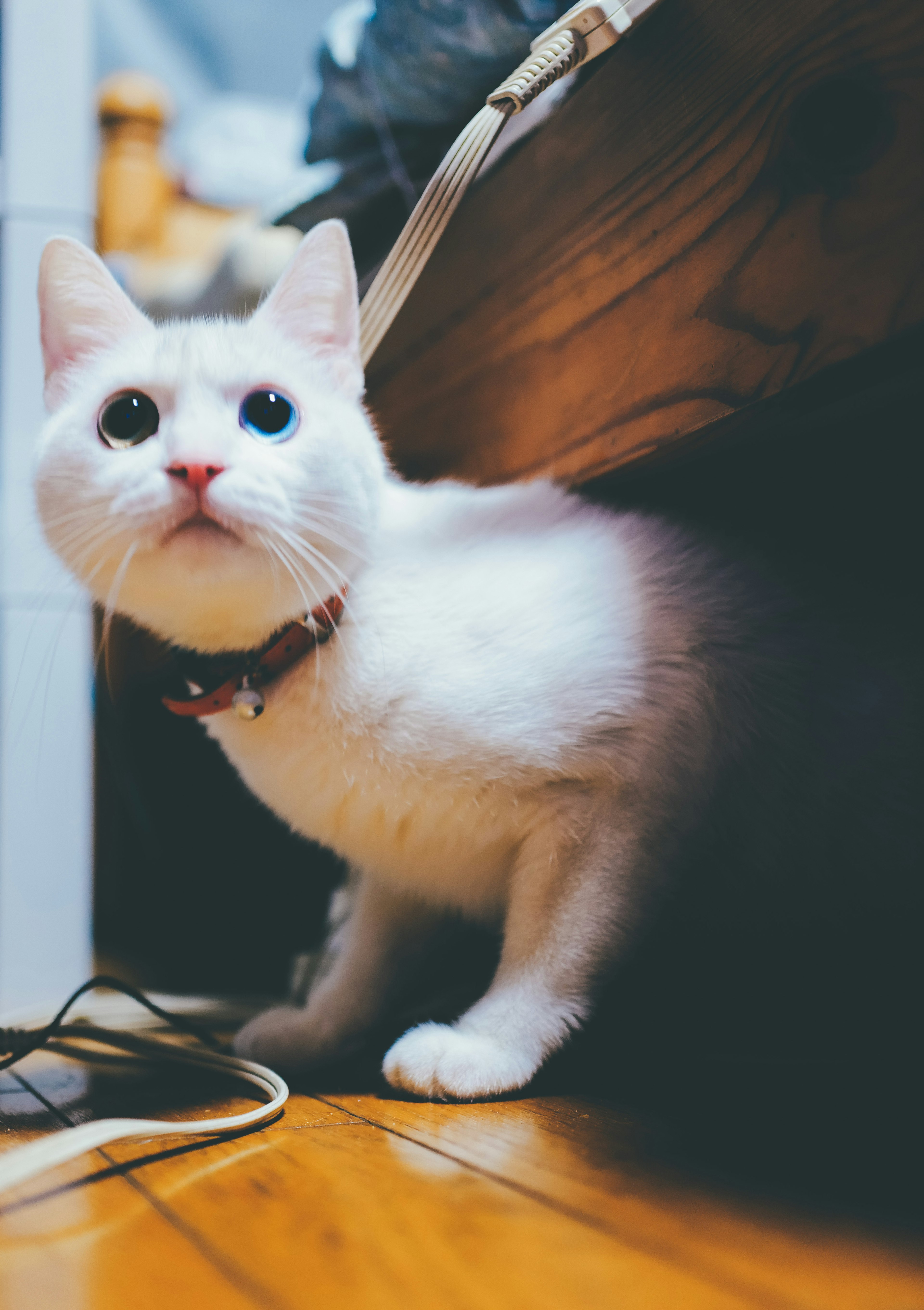 A white cat peeking out from under a wooden surface