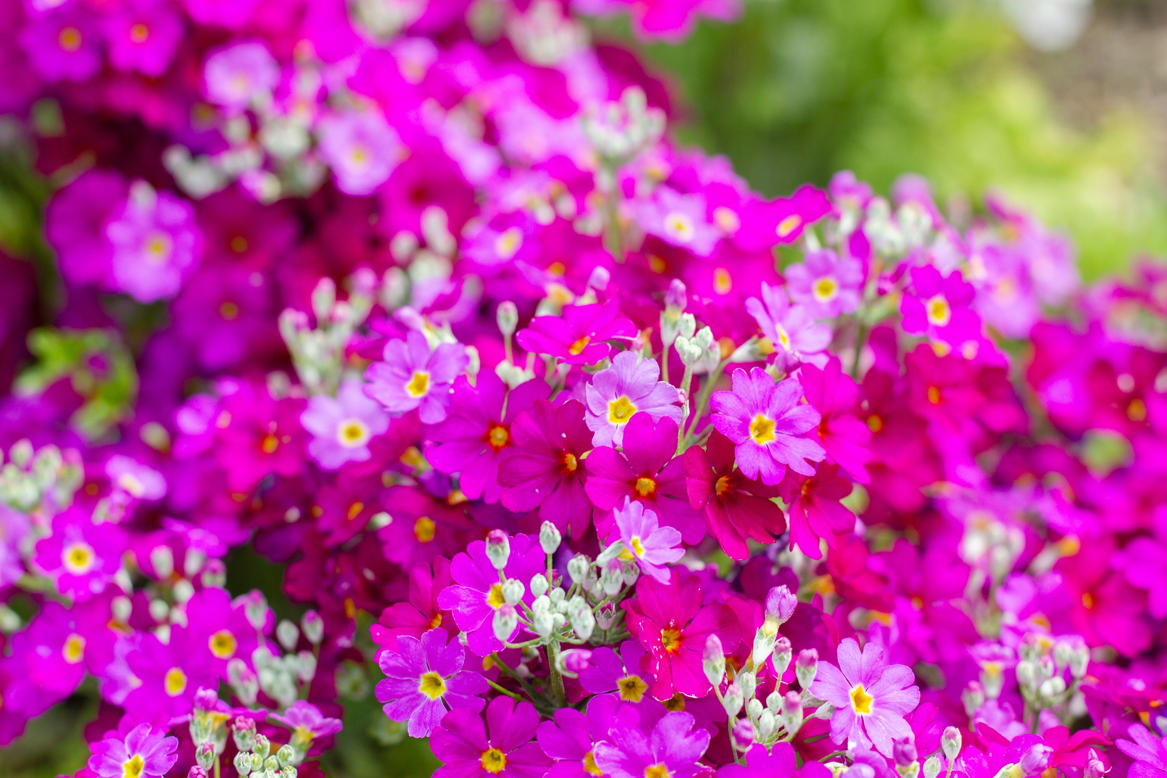 Lebendige Gruppen von lila Blumen in voller Blüte