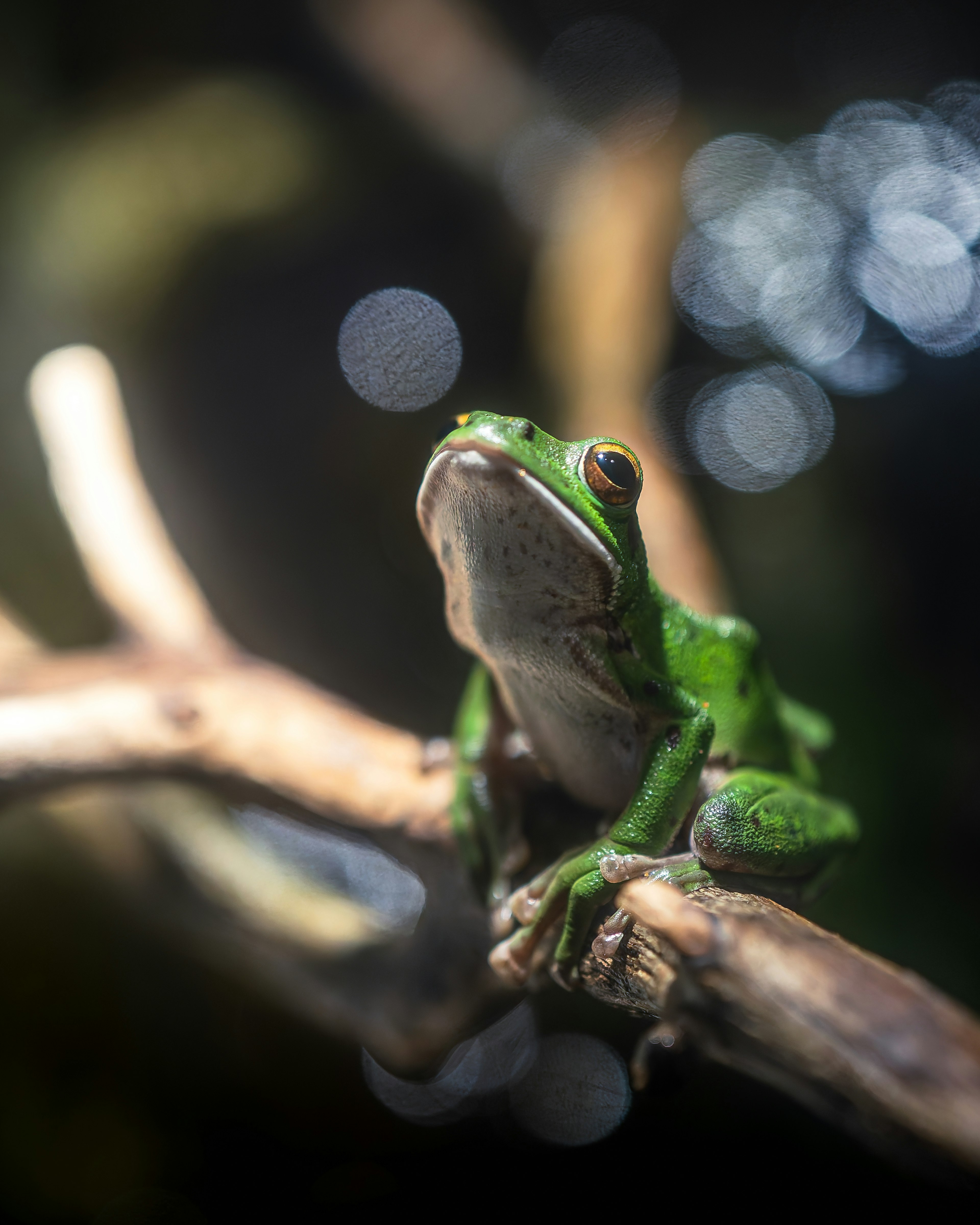 A green frog perched on a branch with a blurred bokeh background