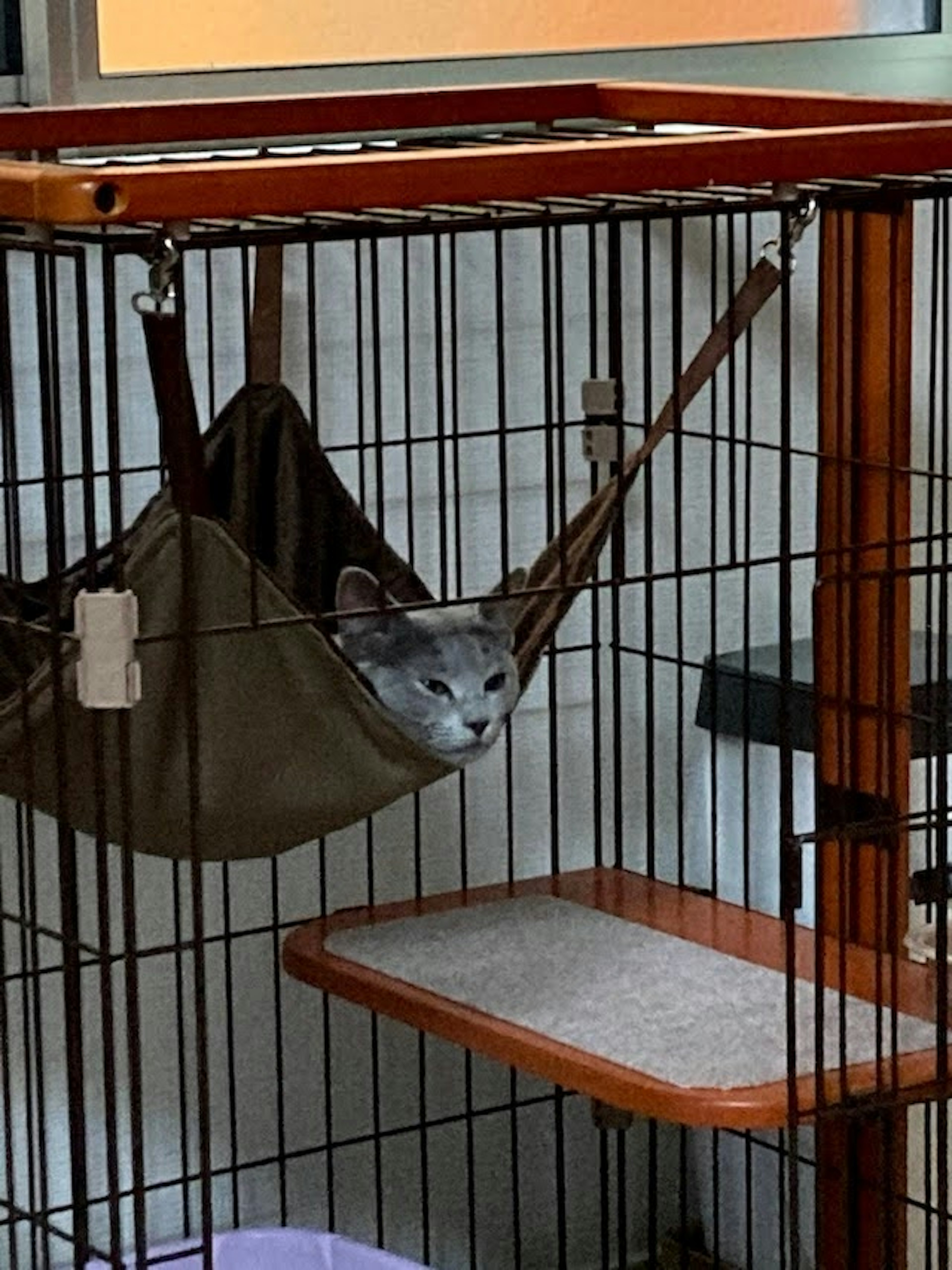 Gato gris descansando en una hamaca dentro de una jaula para gatos