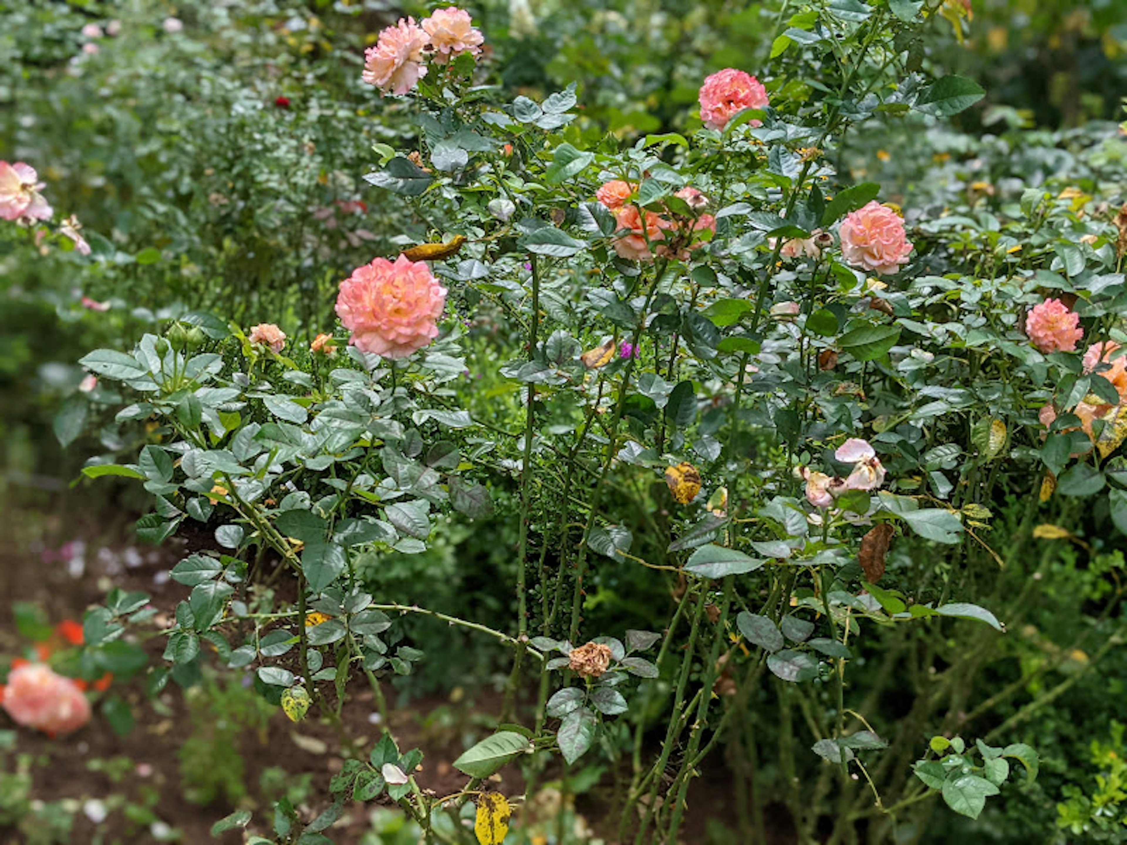 Eine Gartenszene mit blühenden rosa Rosen zwischen üppigem grünem Laub