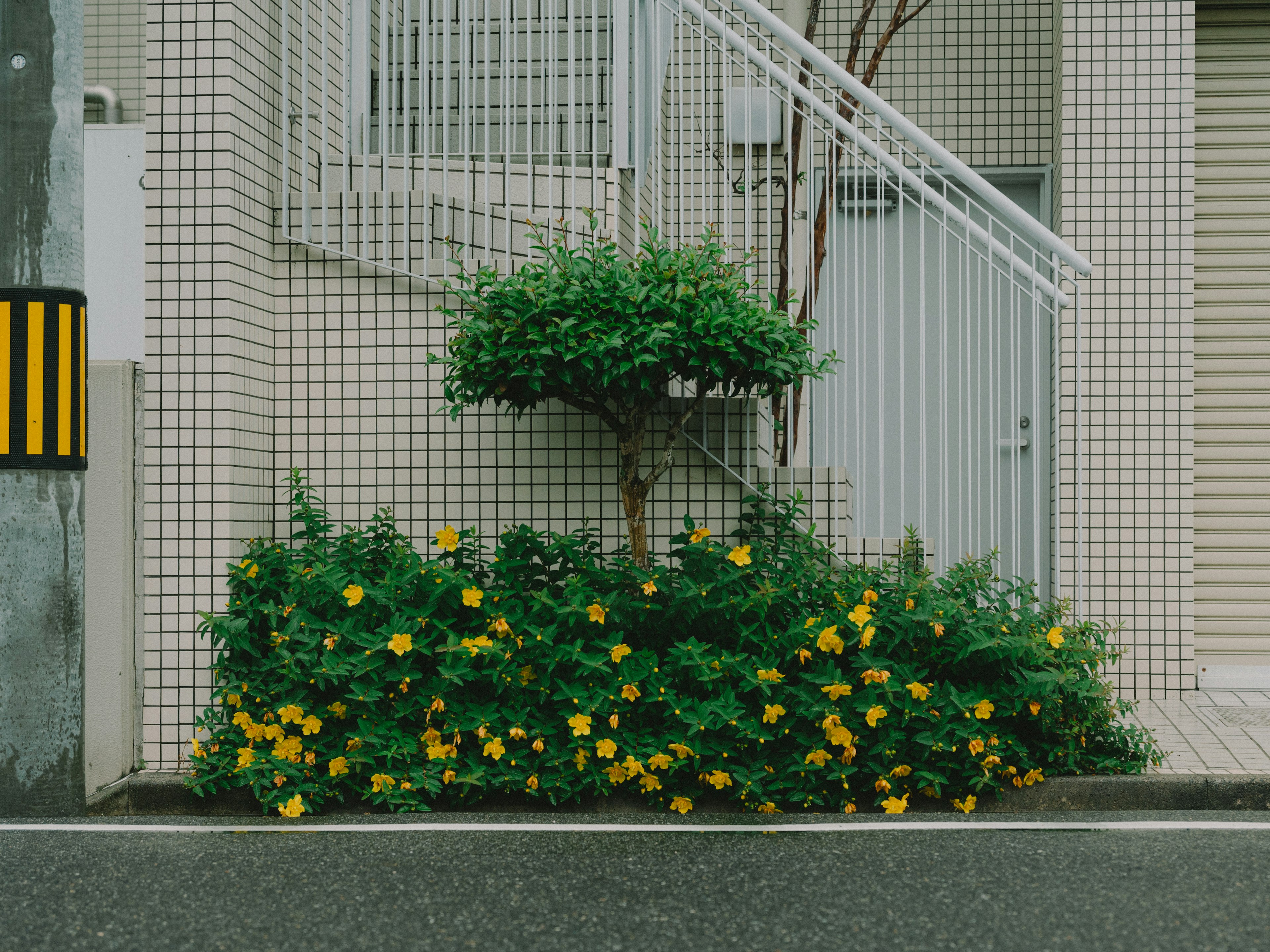 Yellow flowers and green shrubs in front of stairs and fence